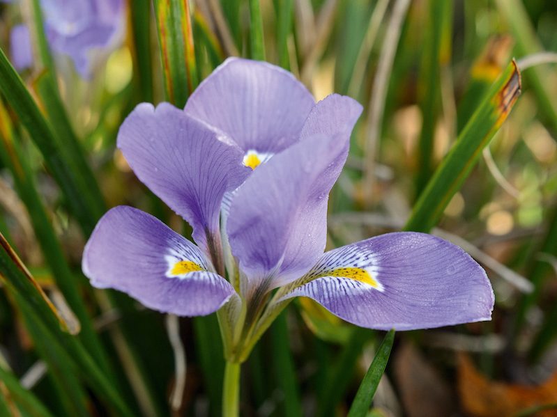 Parham Gardens Plants (11th December 2018) Purple flower; Iris unguicularis 'Mary Barnard'