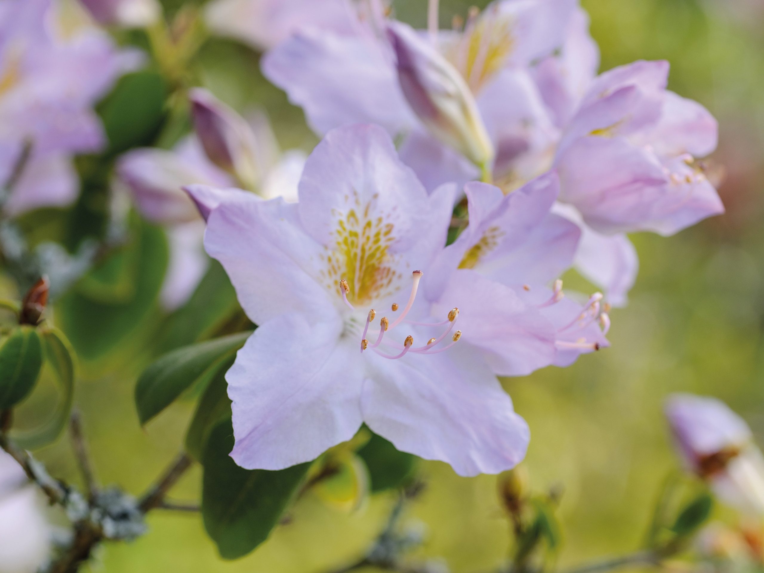 Keith Wiley Plants (19th April 2019) Purple flower; Rhododendron augustinii Green Eye Form