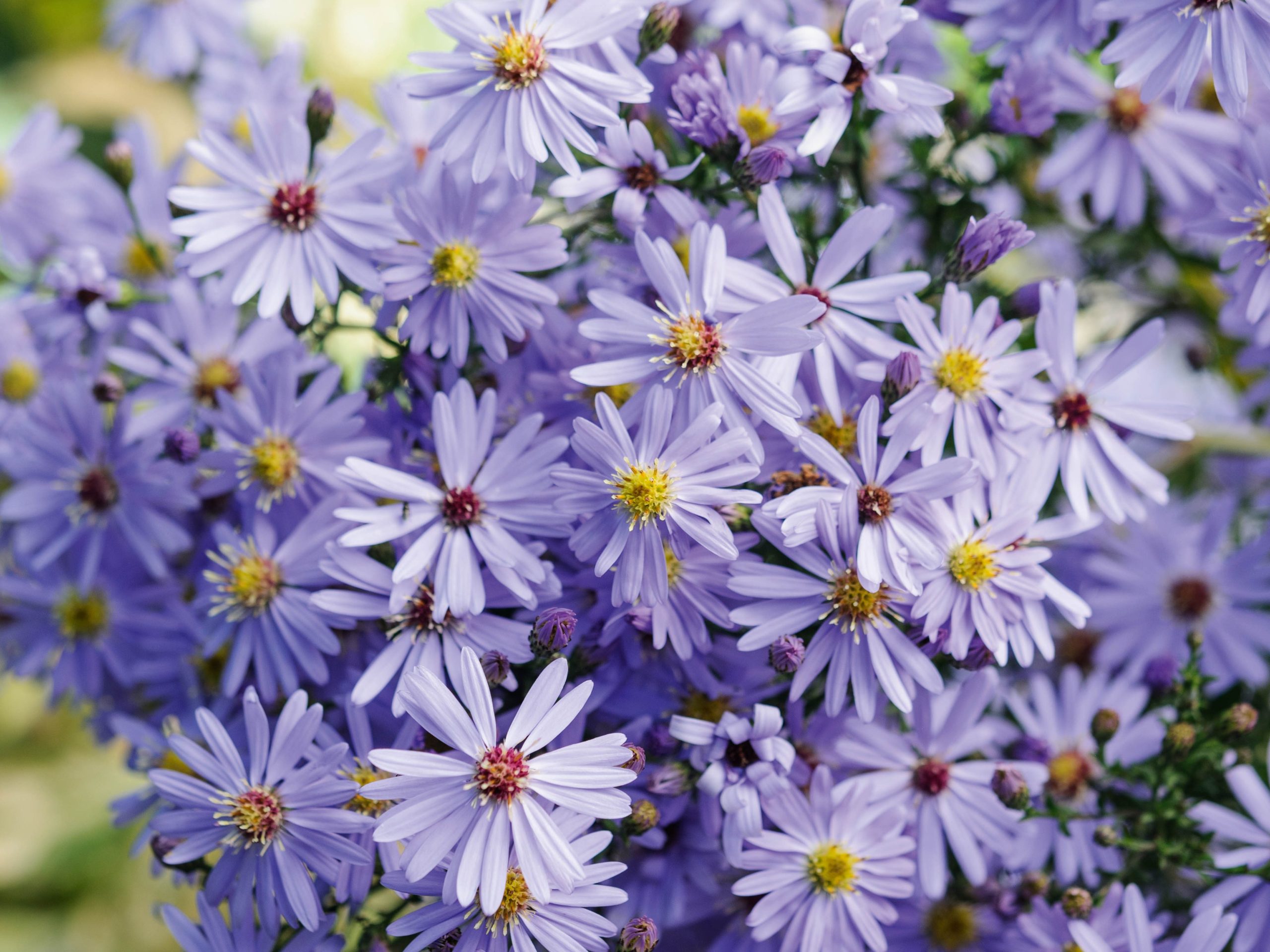 Parham Gardens Plants (26th September 2018) Purple flower; Symphyotrichum 'Little Carlow'