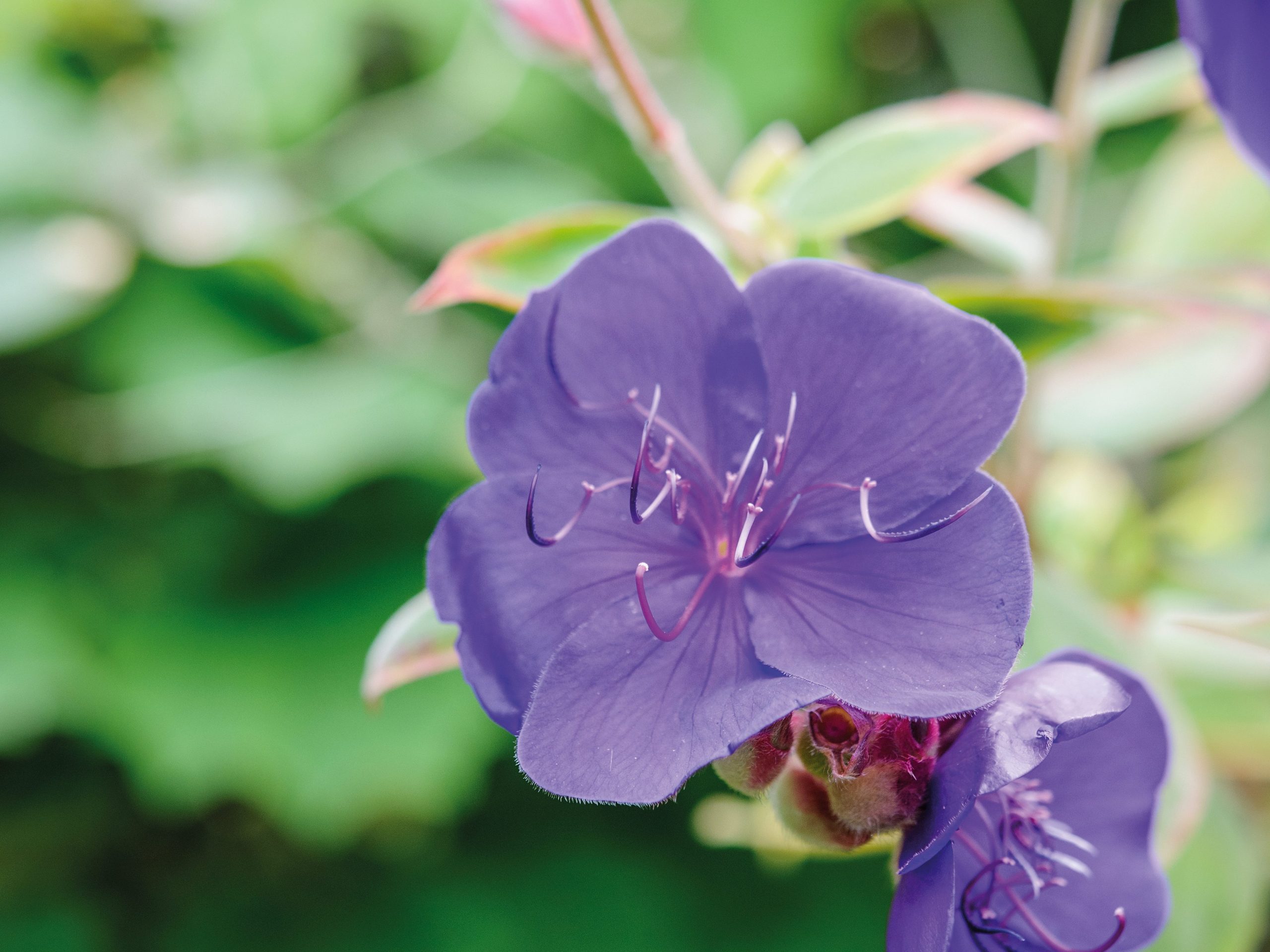 Matthew Reese/Nurseryman's Choice - October (7th October 2016) Purple flower; Tibouchina urvilleana
