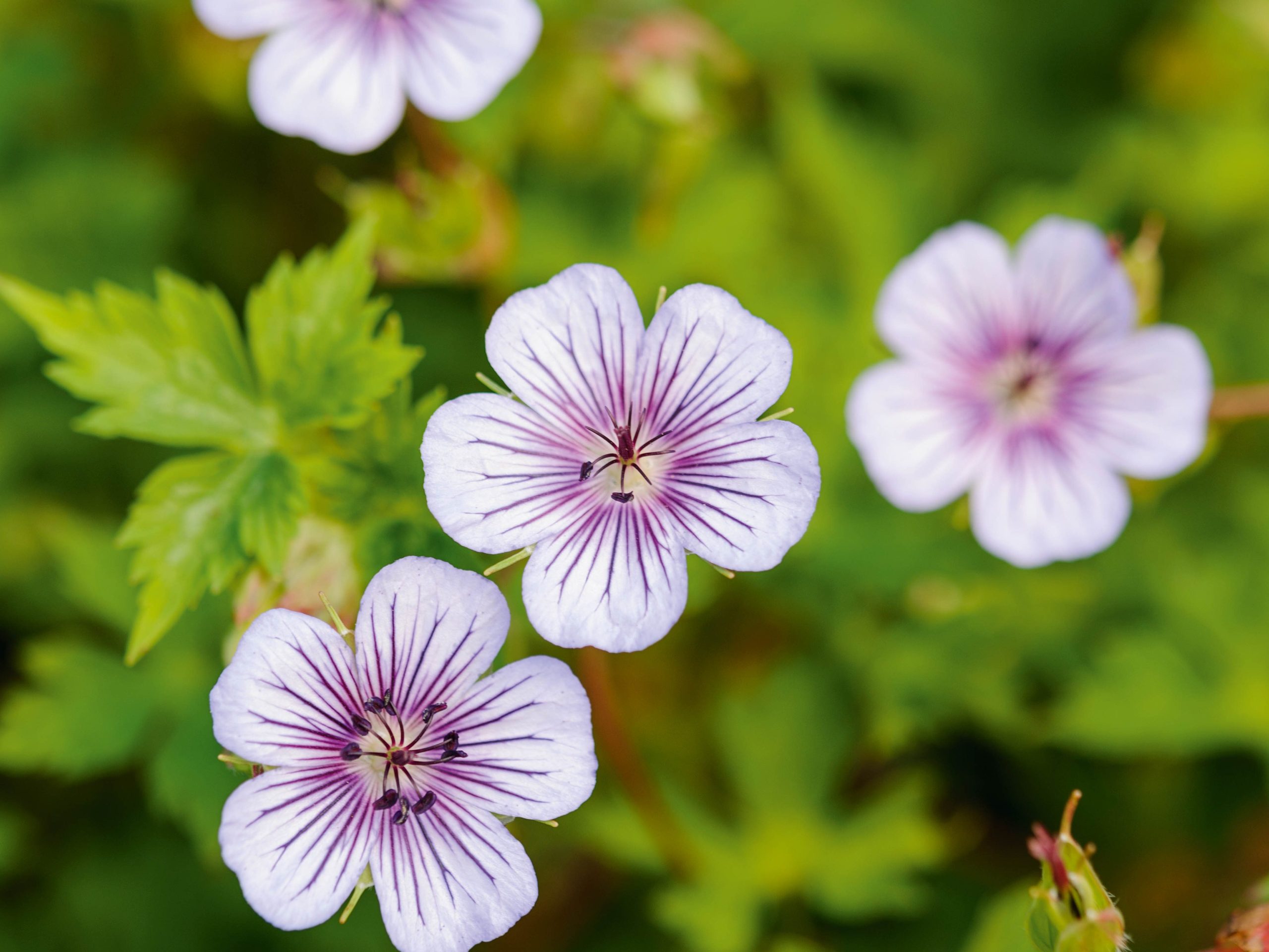 Matthew Reese/Nurseryman's Choice - August (24th August 2016) Purple flower; Geranium 'Crystal Lake'