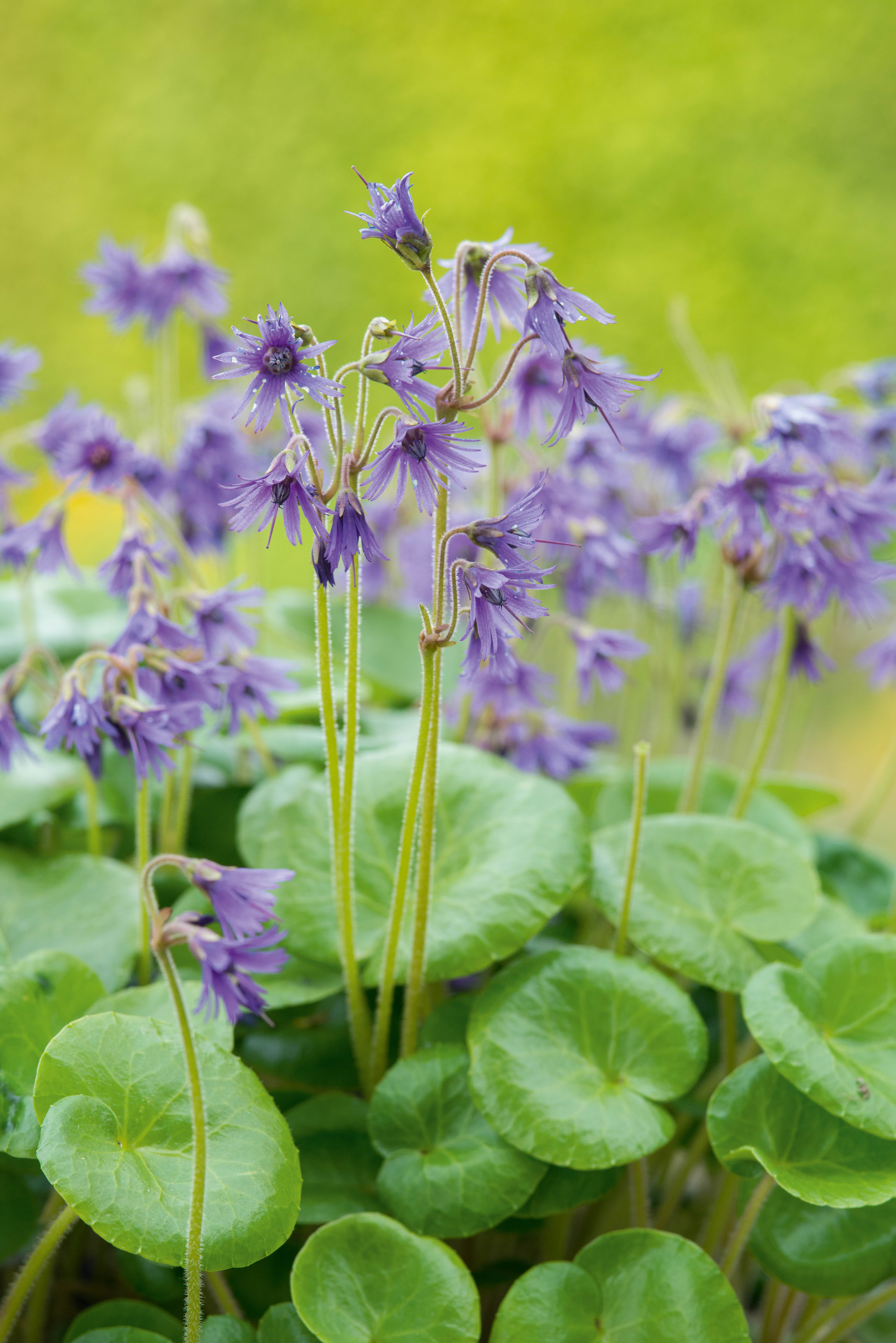 Purple flower; SOLDANELLA VILLOSA