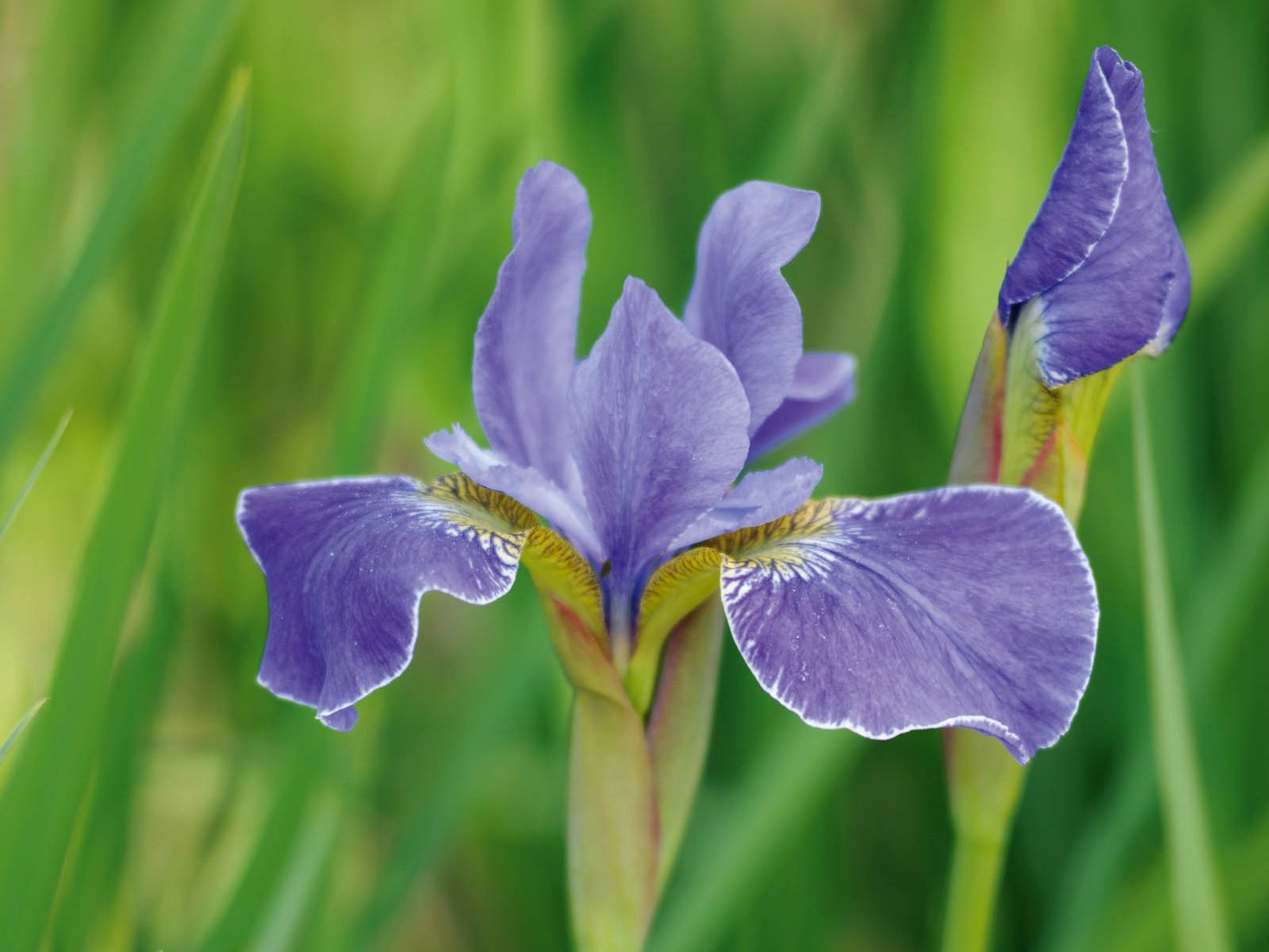 Parham Gardens Plants (22nd May 2018) purple flower; Iris 'Silver Edge'