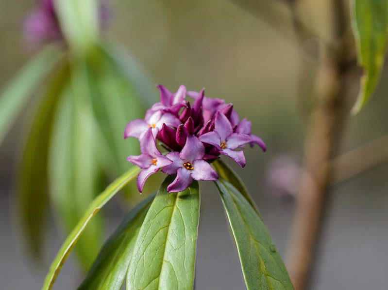 Jimi Blake Plants (20th February 2020) Purple flower; Daphne bholua 'Mary Rose'
