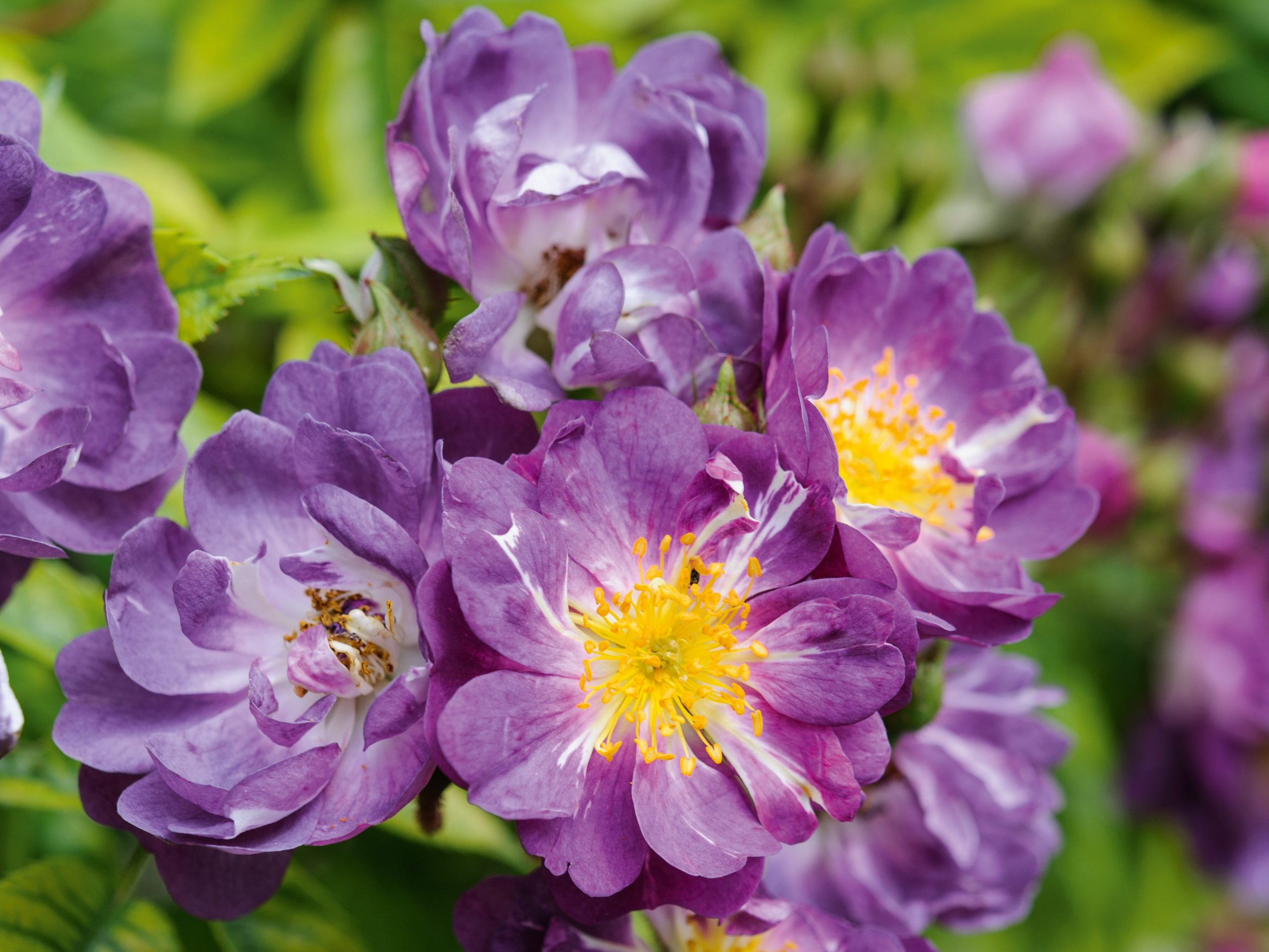 Parham Gardens Plants (12th June 2018) Purple flowers; Rosa 'Veilchenblau'