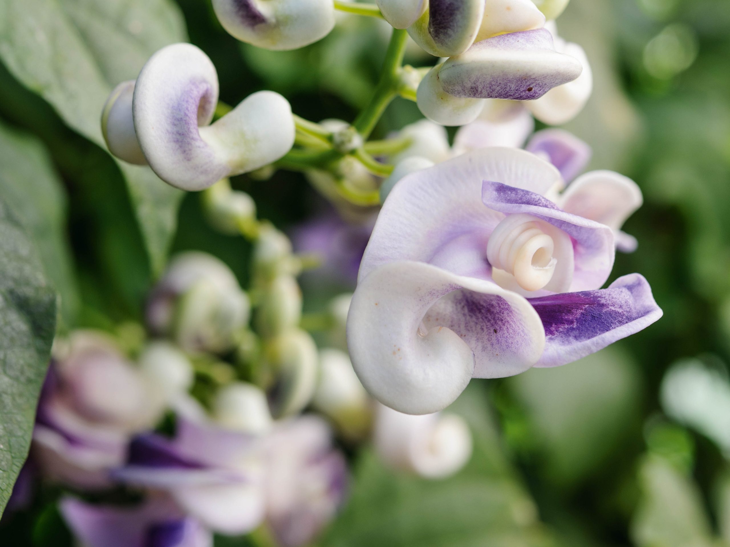 Parham Gardens Plants (26th September 2018) Purple flower; Vigna caracalla