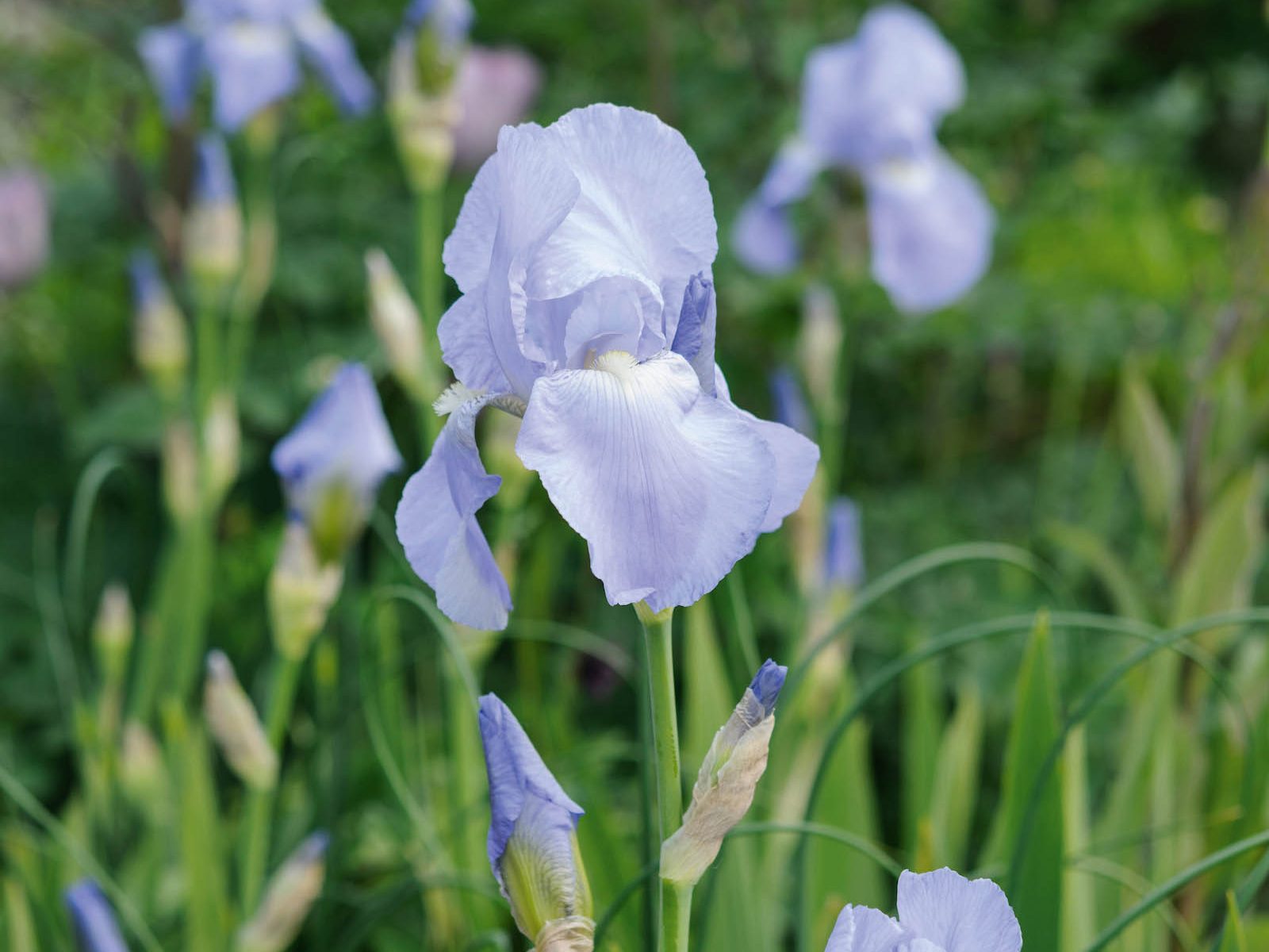 Parham Gardens Plants (22nd May 2018) Purple flower; Iris 'Jane Phillips'