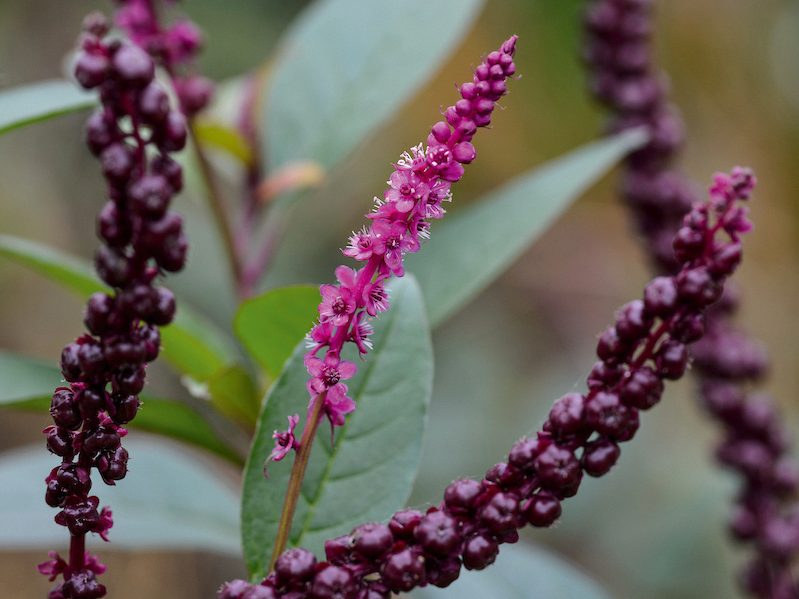 Keith Wiley Plants (19th November 2019) Purple flowers; Phytolacca purpurascens