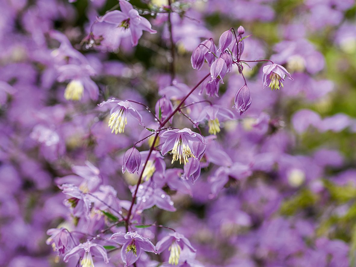 Jimi Blake Plants (16th July 2020) Purple flowers; Thalictrum delavayi var. decorum