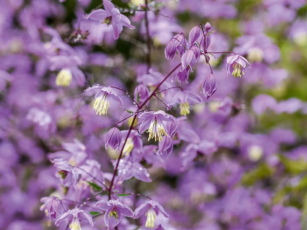 Thalictrum delavayi var. decorum Purple flowers; Thalictrum delavayi var. decorum