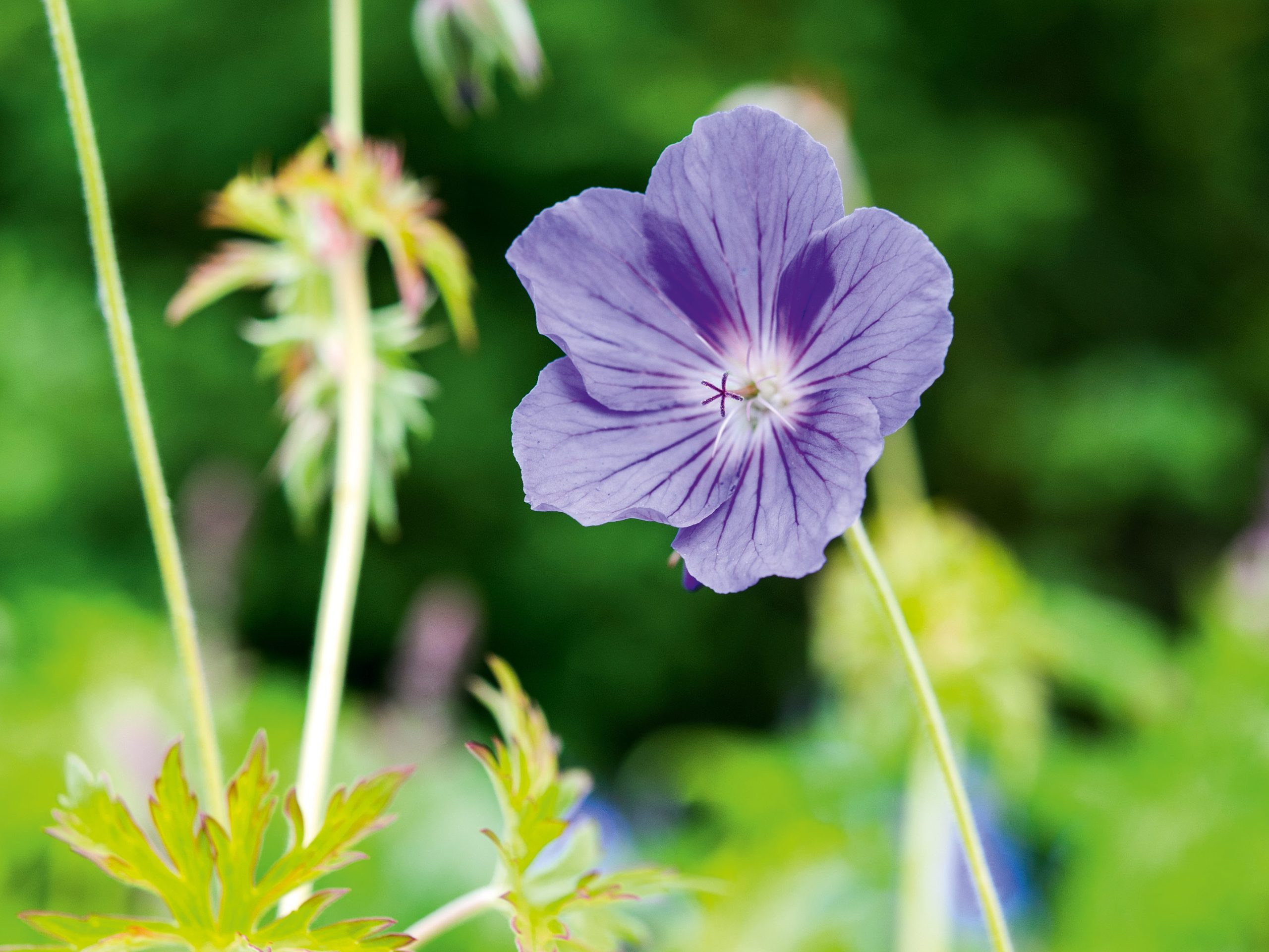 Marina Christopher/Phoenix Perennials Nurseryman's Choice - May Geranium 'Orion'