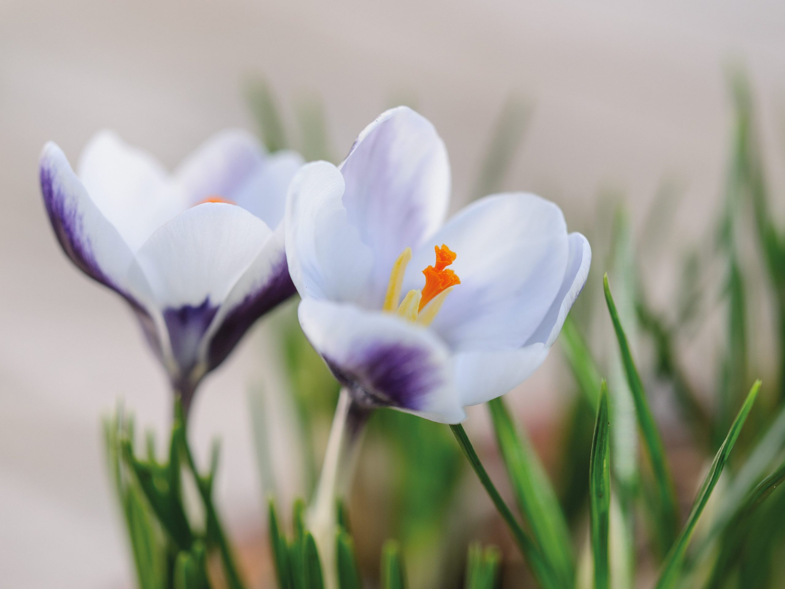 Parham Gardens Plants (16th February 2018) Purple flower; Crocus 'Ladykiller'