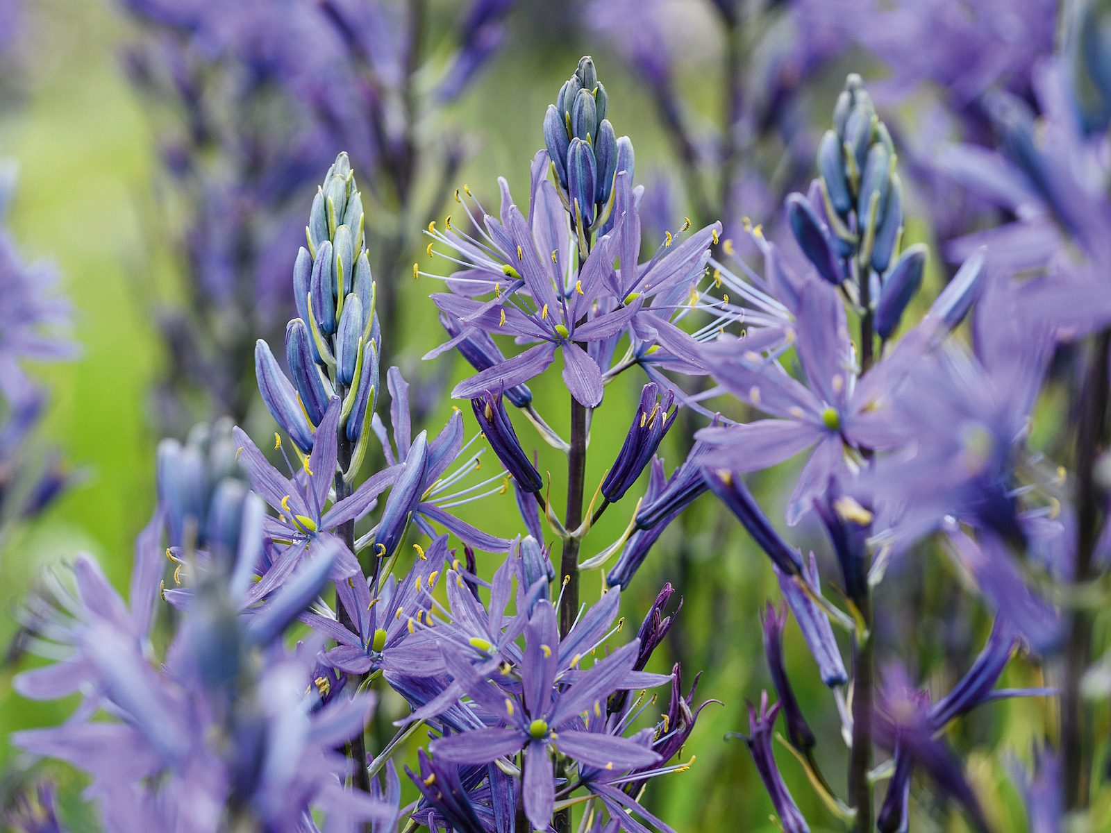Tom Coward Plants (14th May 2021) Purple flower; Camassia leichtlinii caerulea