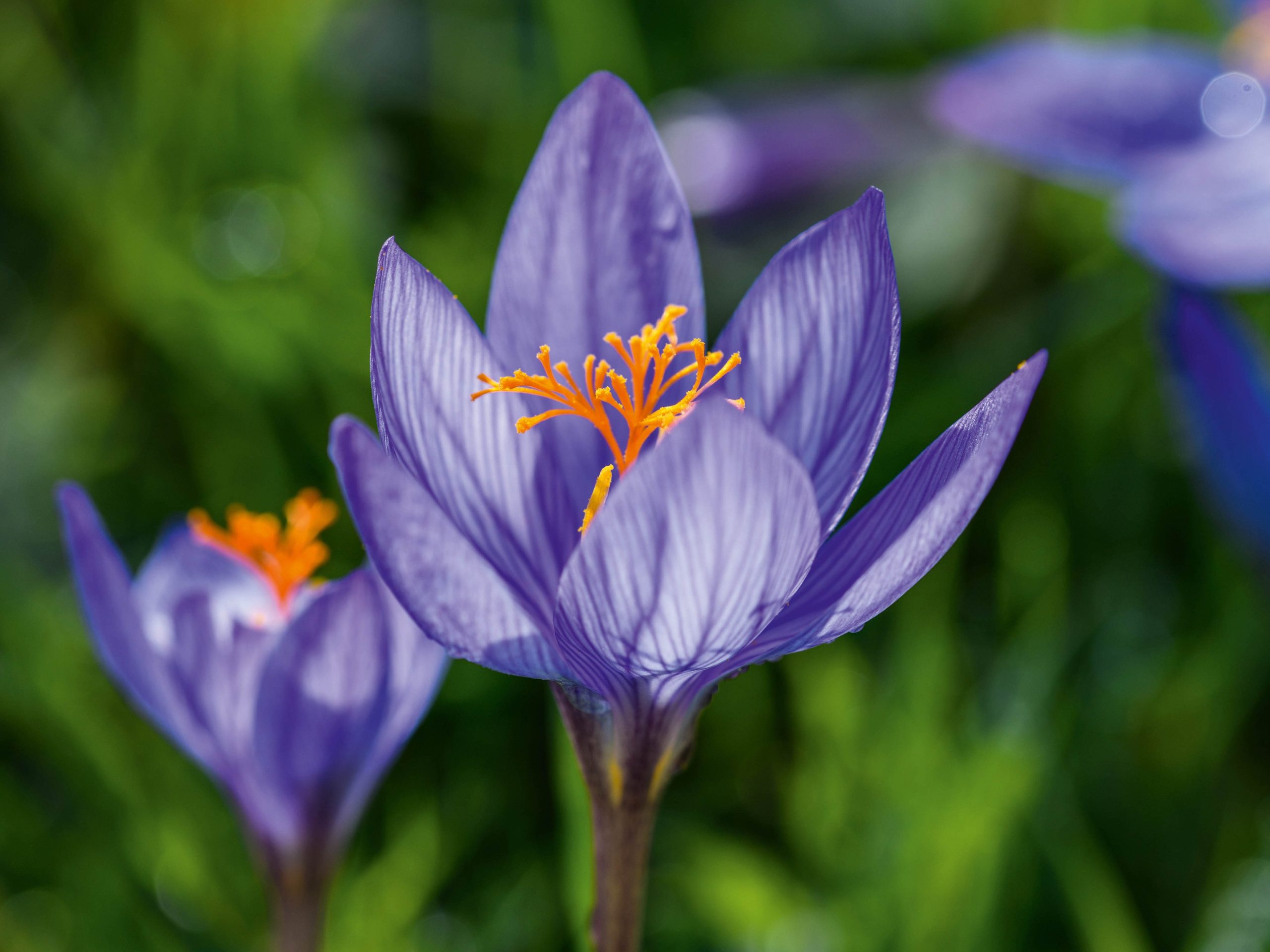 Tom Coward Plants (25th October 2021) Purple flower; Crocus Speciosus