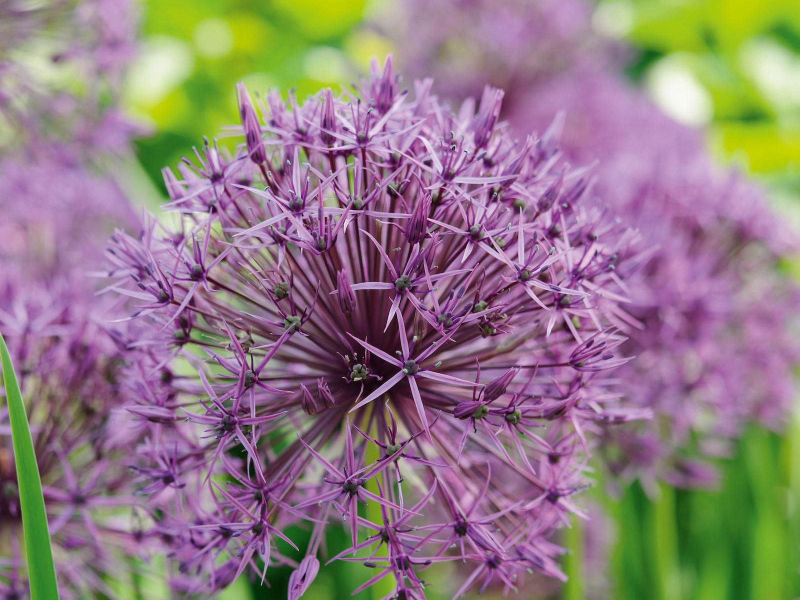 Parham Gardens Plants (22nd May 2018) Purple flower; Allium 'Purple Rain'