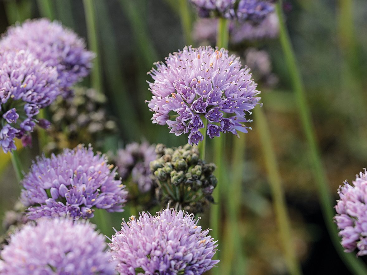 Keith Wiley Plants (17th September 2019) Purple flowers; Allium senescens subsp. glaucum