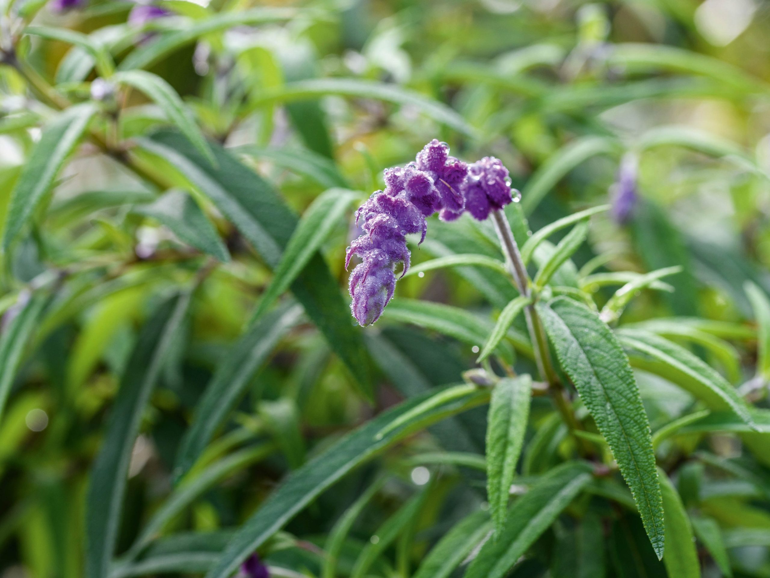 Tom Coward Plants (25th October 2021) Purple flowers; Salvia leucantha