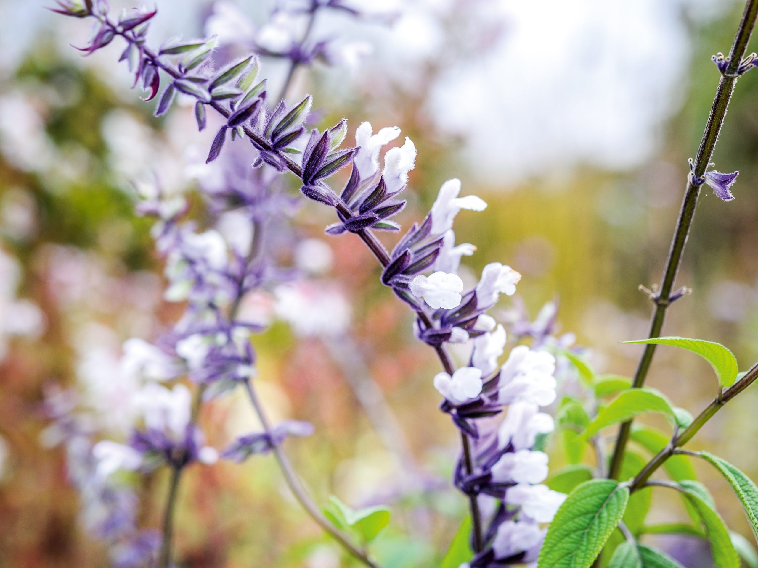 Marina Christopher/Phoenix Perennials Nurseryman's Choice - Octo Purple flowers; Salvia 'Phyllis' Fancy'