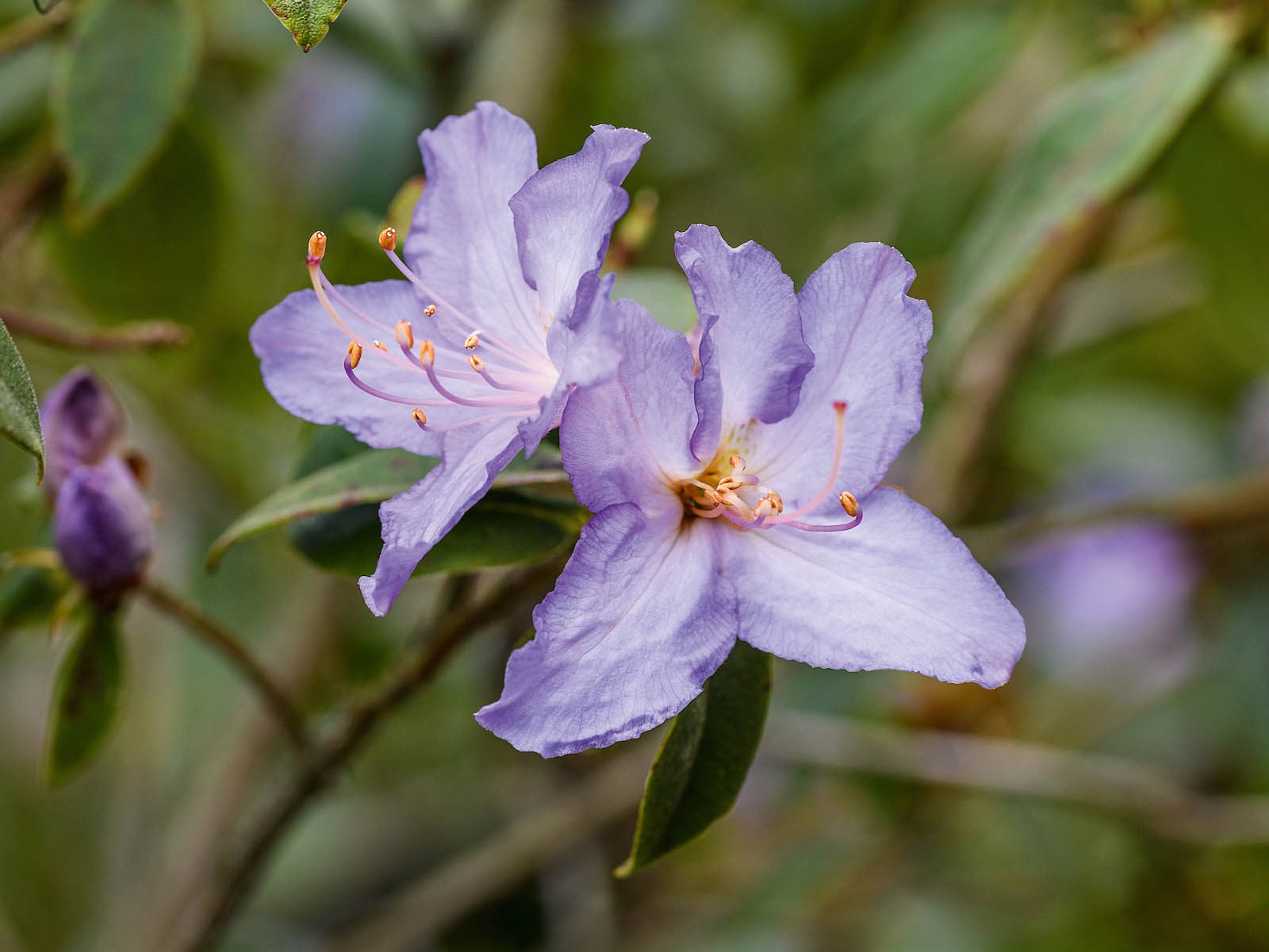 Tom Coward Plants (20th April 2021) Purple flowers; Rhododendron augustinii