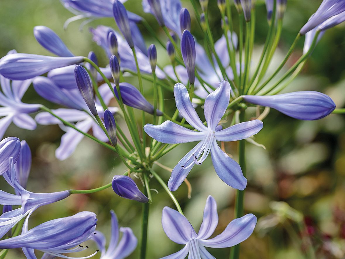 Keith Wiley Plants (17th September 2019) Purple flowers; Agapanthus ‘New Blue’