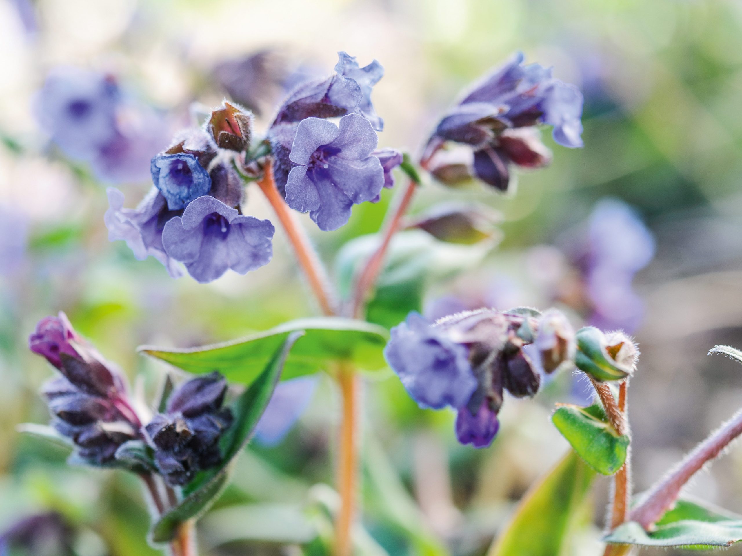 Matthew Reese/Nurseryman's Choice - March (14th March 2016) Purple flower; Pulmonaria 'Blue Ensign'