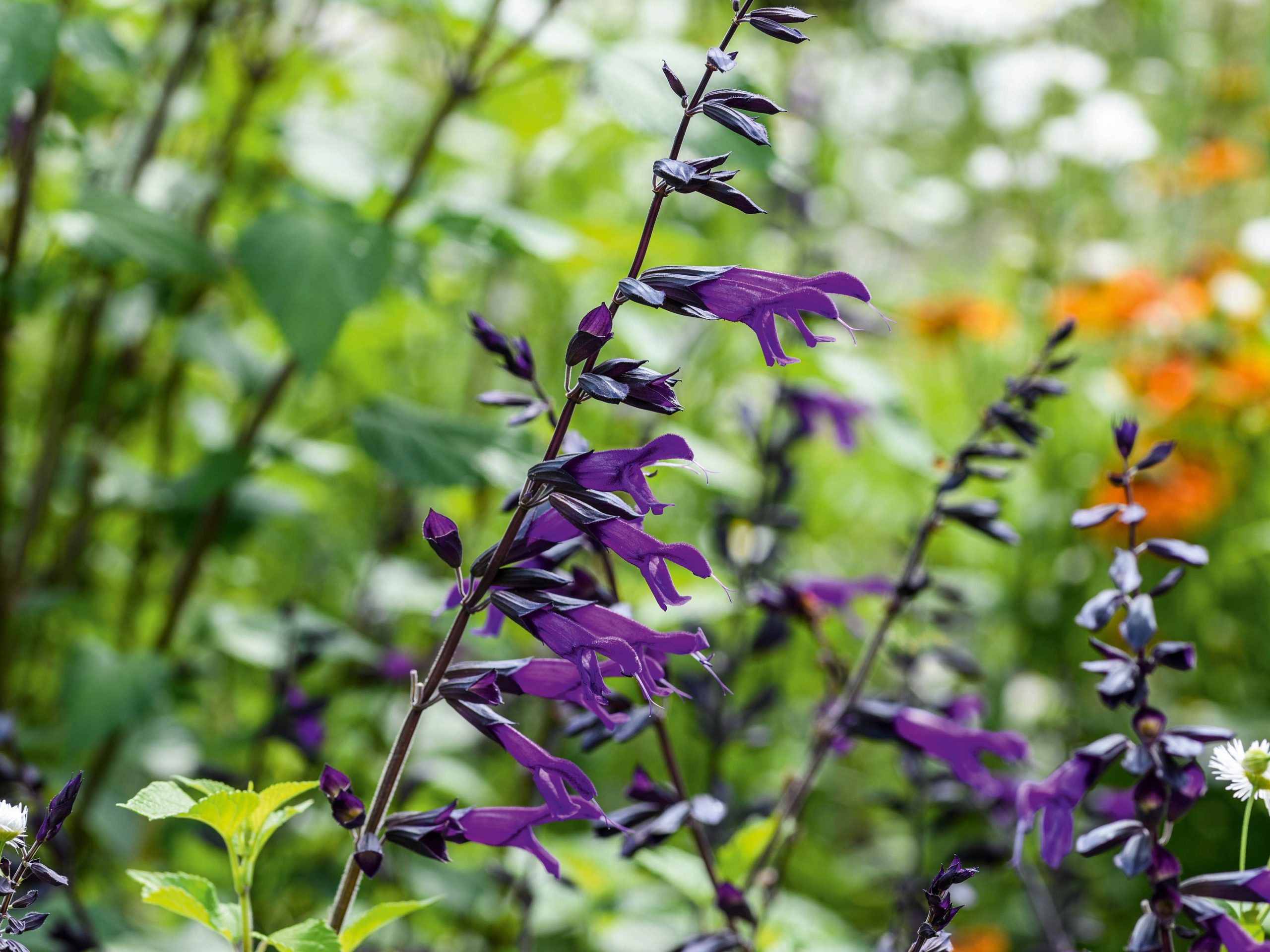 Tom Coward Plants (23rd July 2021) Purple flower; Salvia Amistad