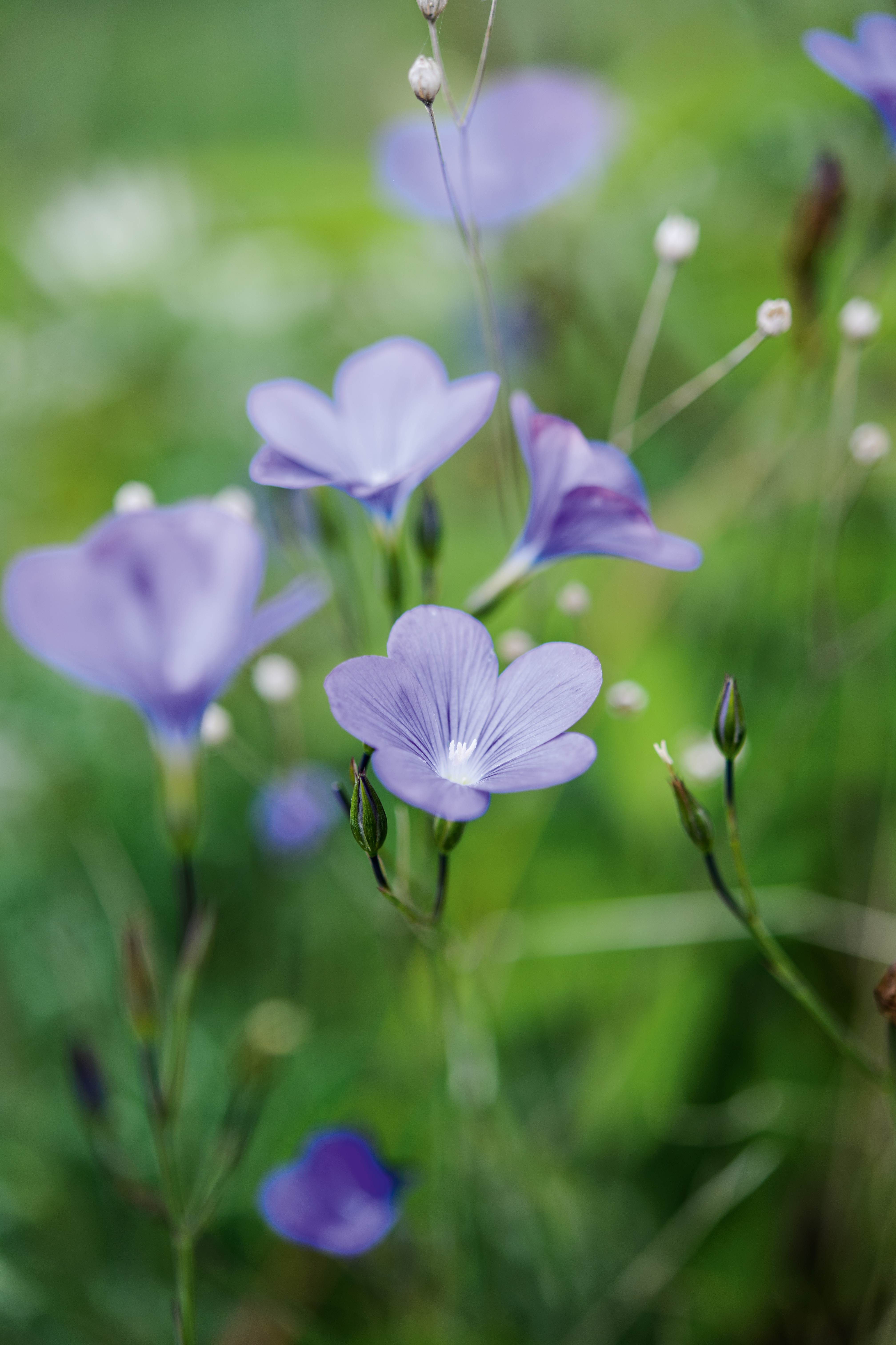 Marina Christopher/Phoenix Perennials Nurseryman's Choice - May Linum narbonense