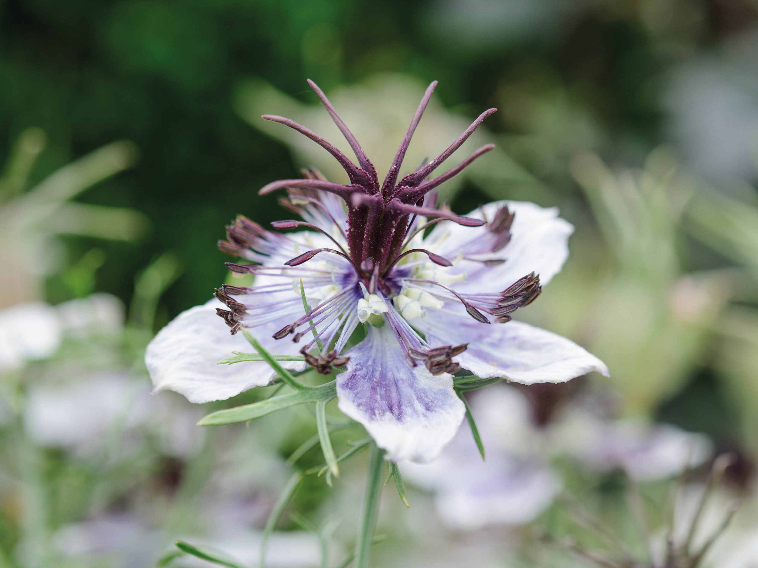 Parham Gardens Plants (20th July 2018) Purple flower; Nigella papillosa 'Delft Blue'