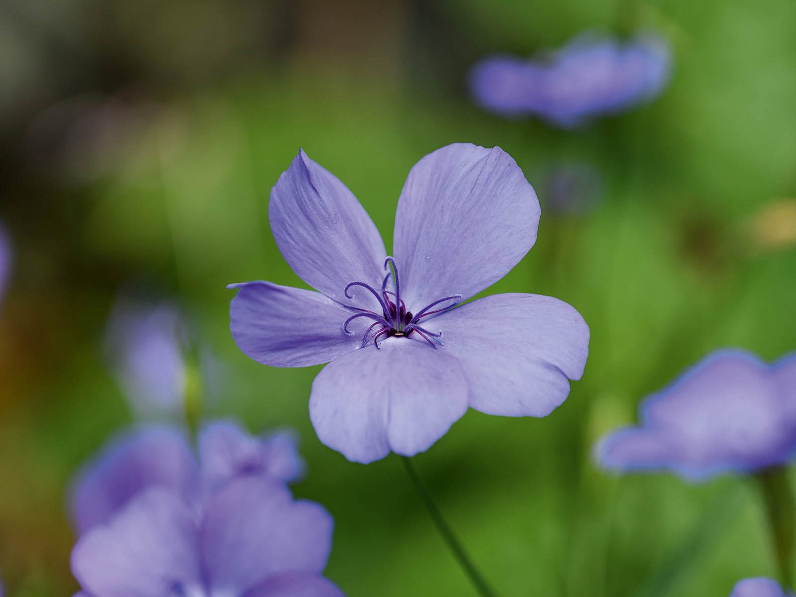 Tom Coward Plants (23rd July 2021) Purple flower; Silene coeli-rosa 'Blue Angel'