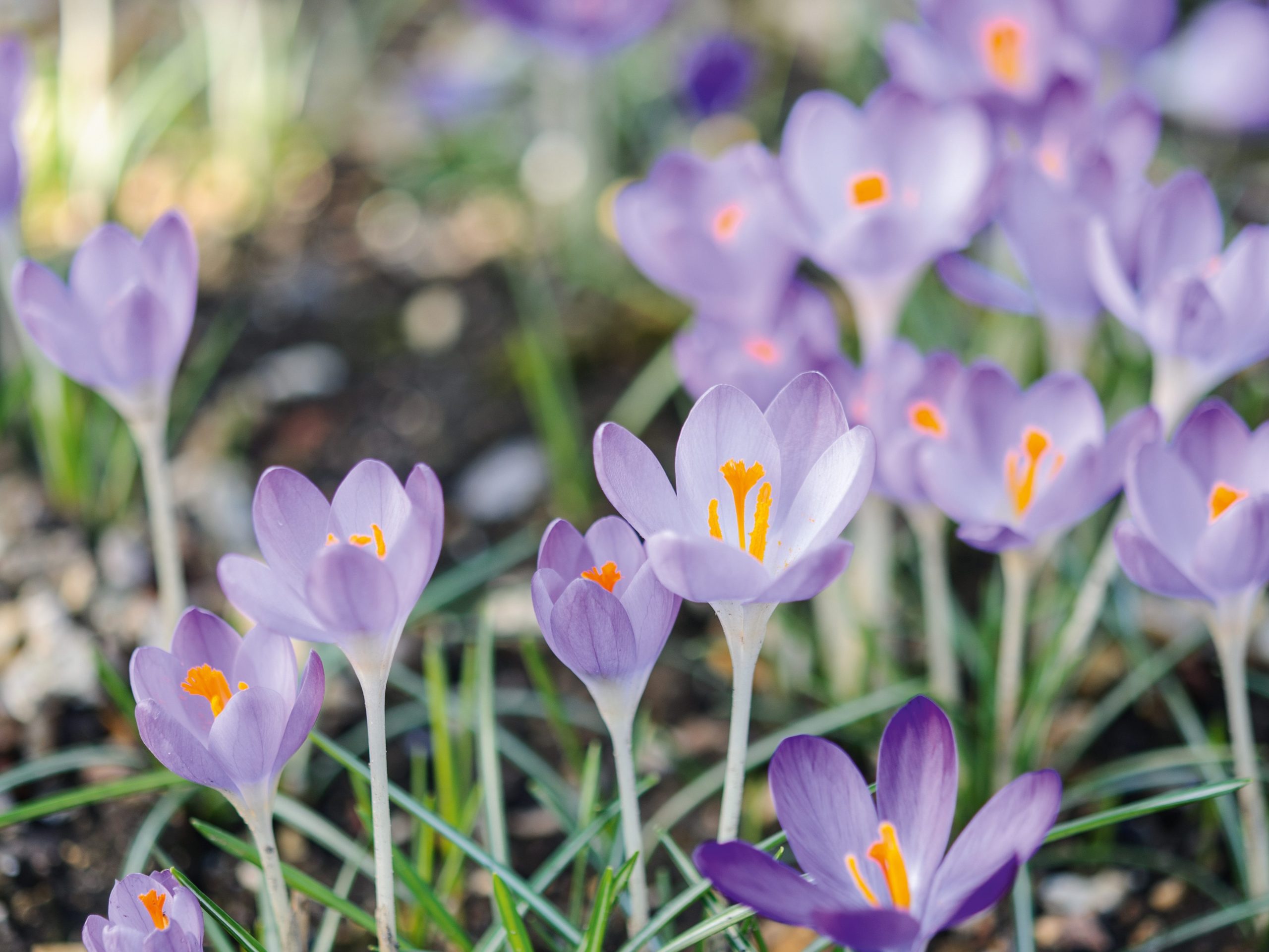Matthew Reese/Nurseryman's Choice - Ferbruary (19th February 201 Purple flower; Crocus Tommasinianus 'Ruby Giant'