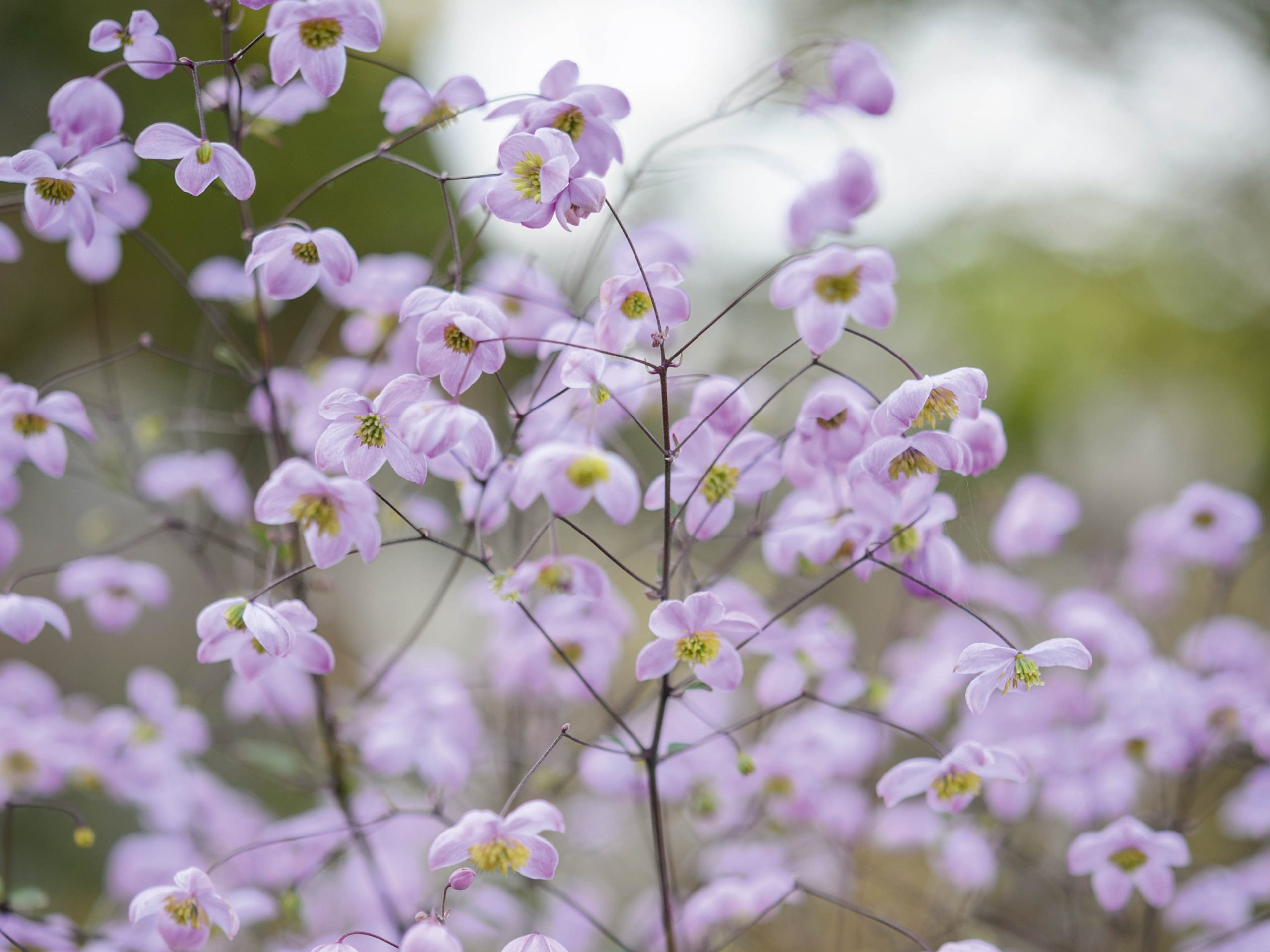Marina Christopher/Phoenix Perennials Nurseryman's Choice - Sept Purple flower; Thalictrum 'Splendide'