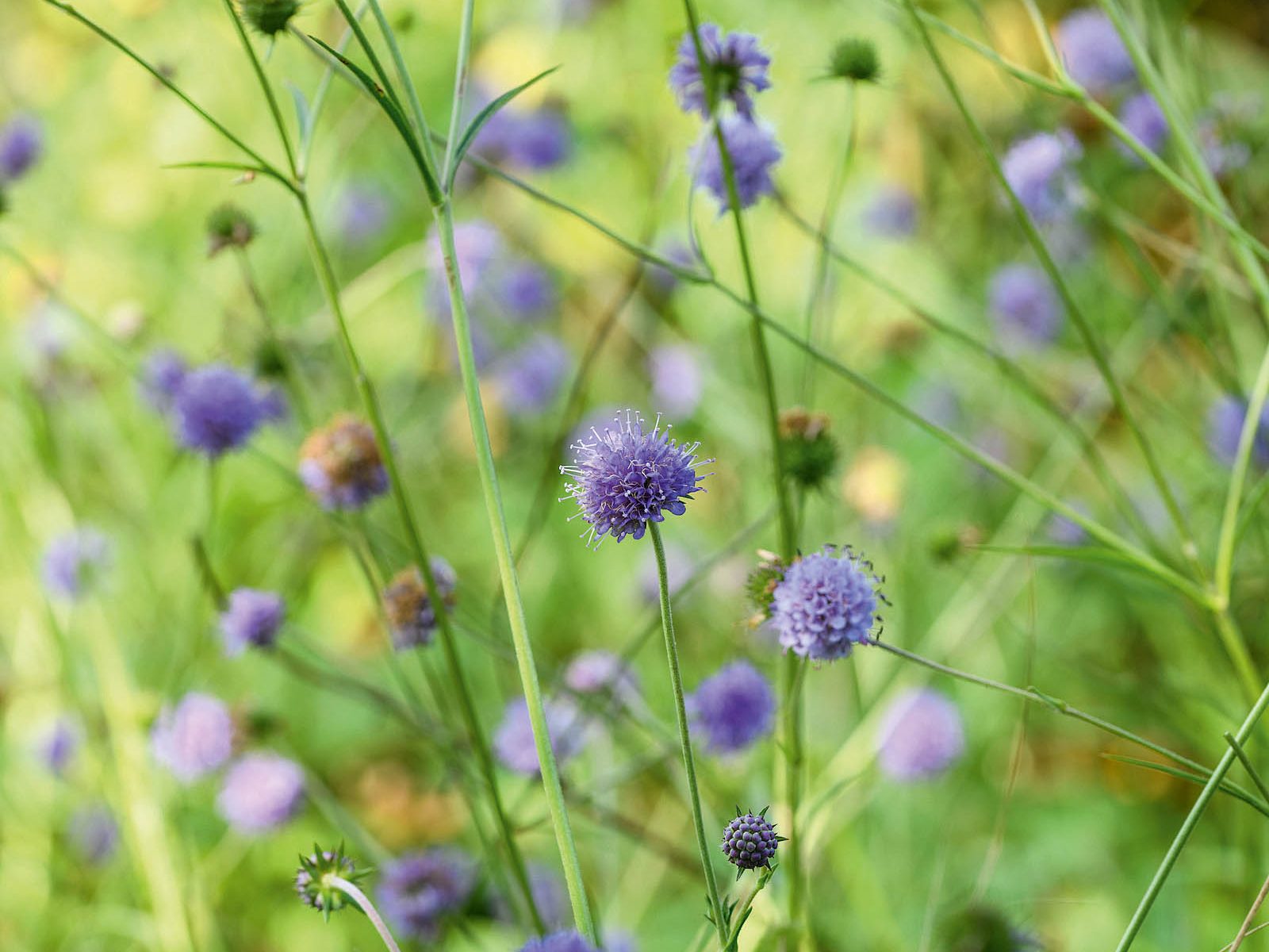 Tom Coward Plants (21st September 2021) Purple flower; Succisa pratensis
