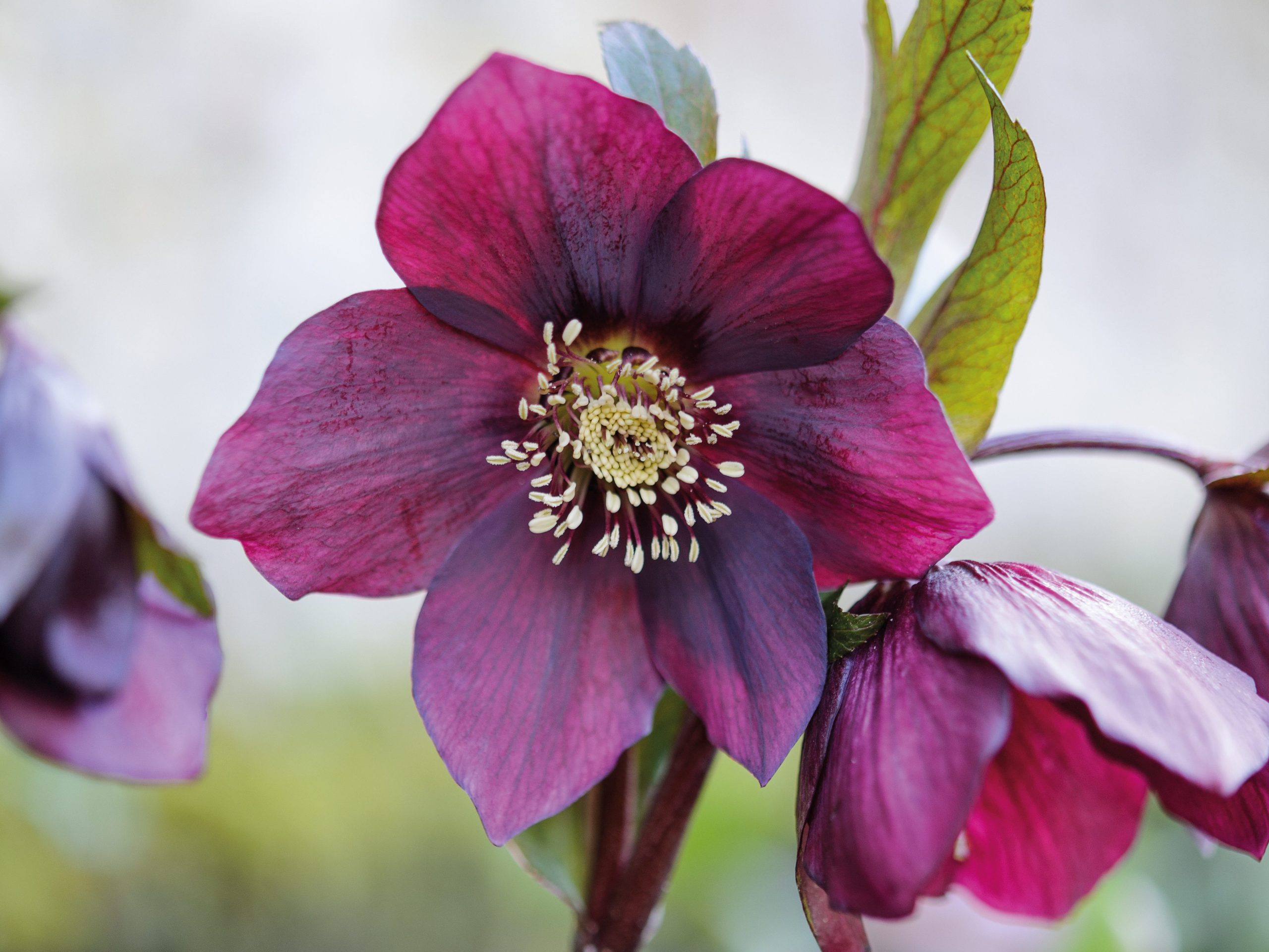 Parham Gardens Plants (16th February 2018) Purple flowers; Helleborus × hybridus 'Queen of Spades'