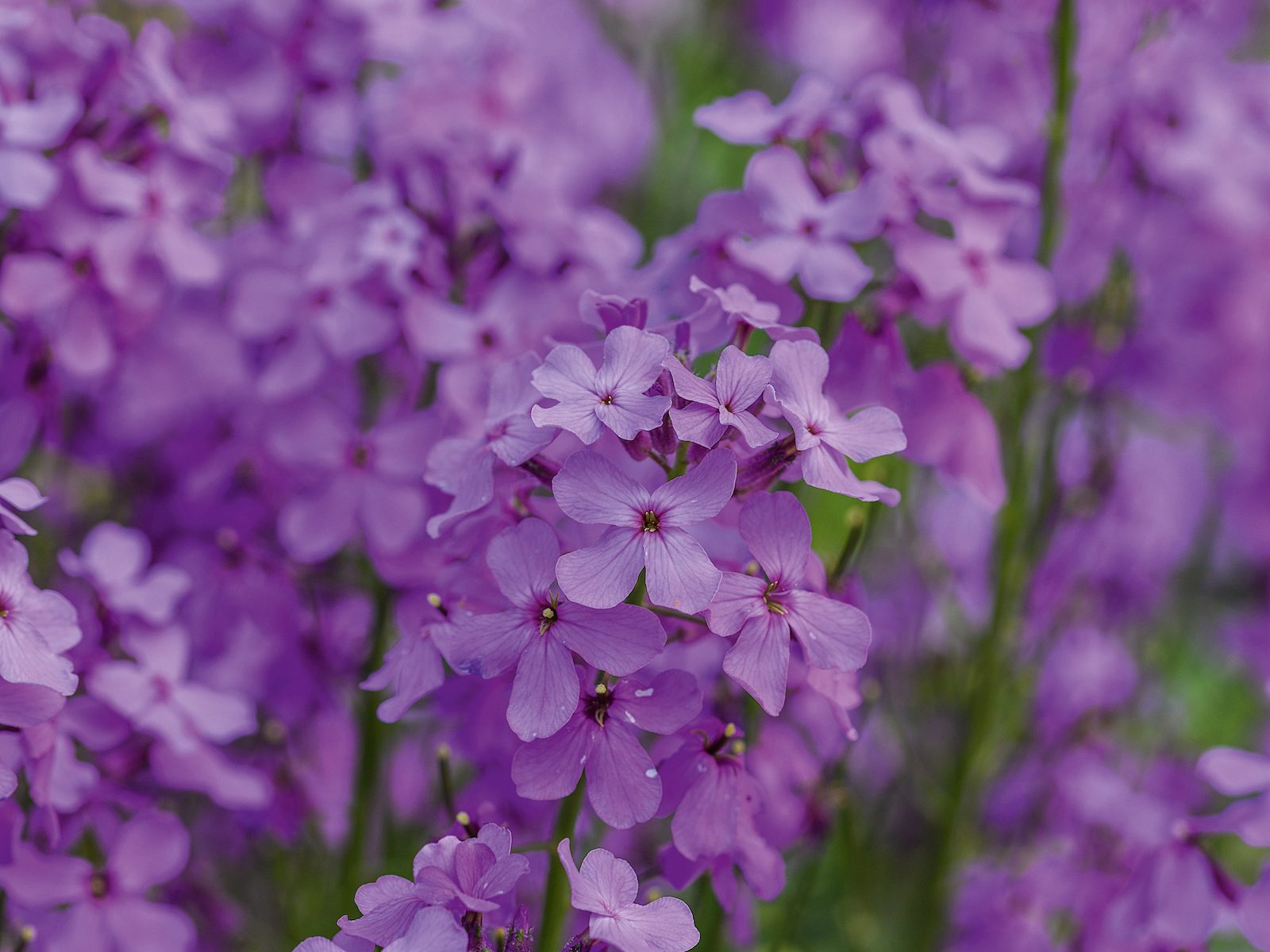 Tom Coward Plants (15th June 2021) Purple flower; Hesperis matronalis sweet rocket