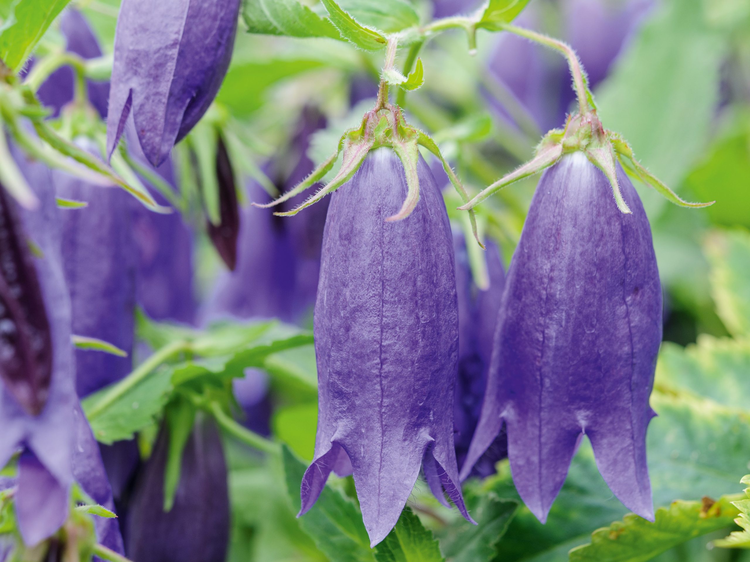 Parham Gardens Plants (12th June 2018) Purple flower; Campanula 'Kent Belle'