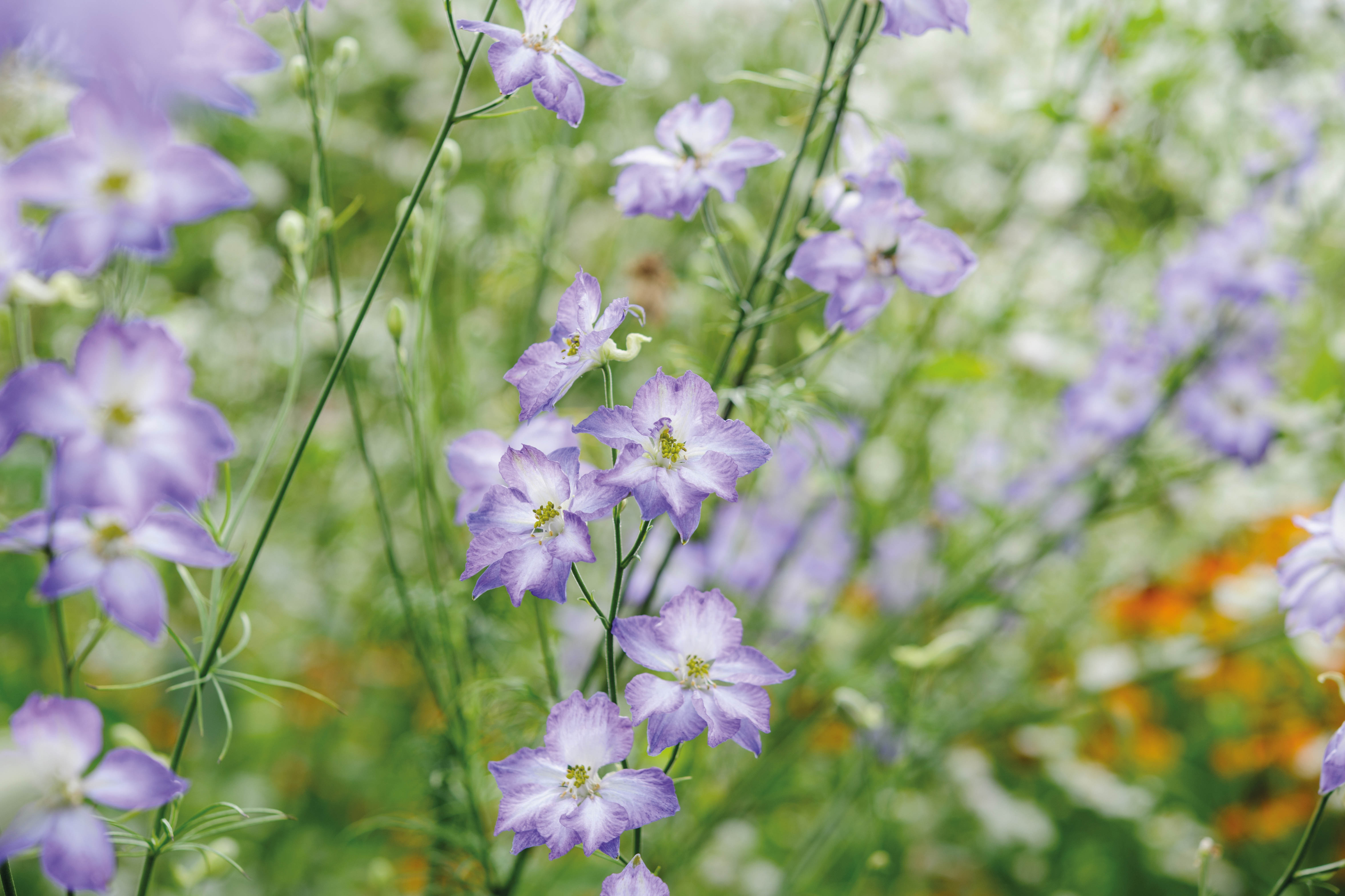 Matthew Reese/Nurseryman's Choice - July (26th July 2016) Purple flower; Consolida picote