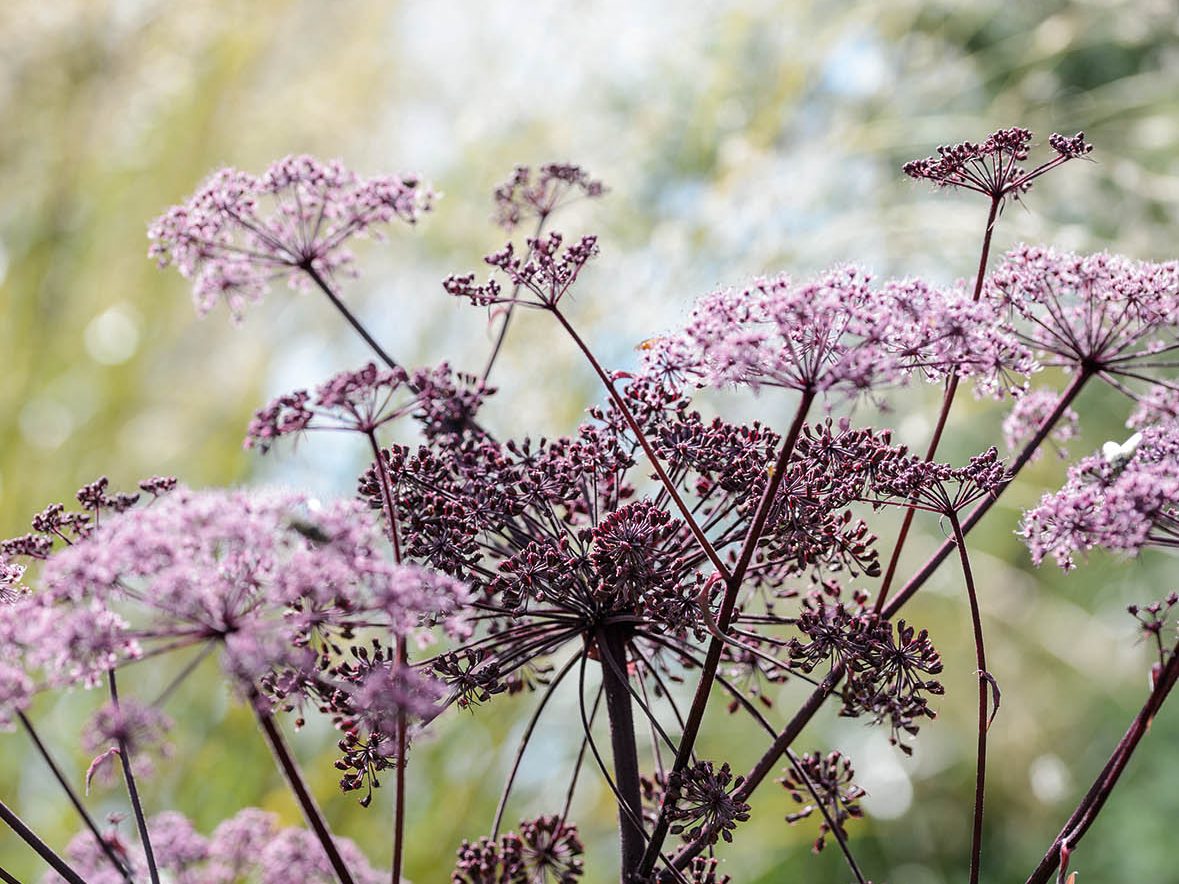 Keith Wiley Plants (21st August 2019) Purple flower; Angelica sylvestris 'Purpurea'