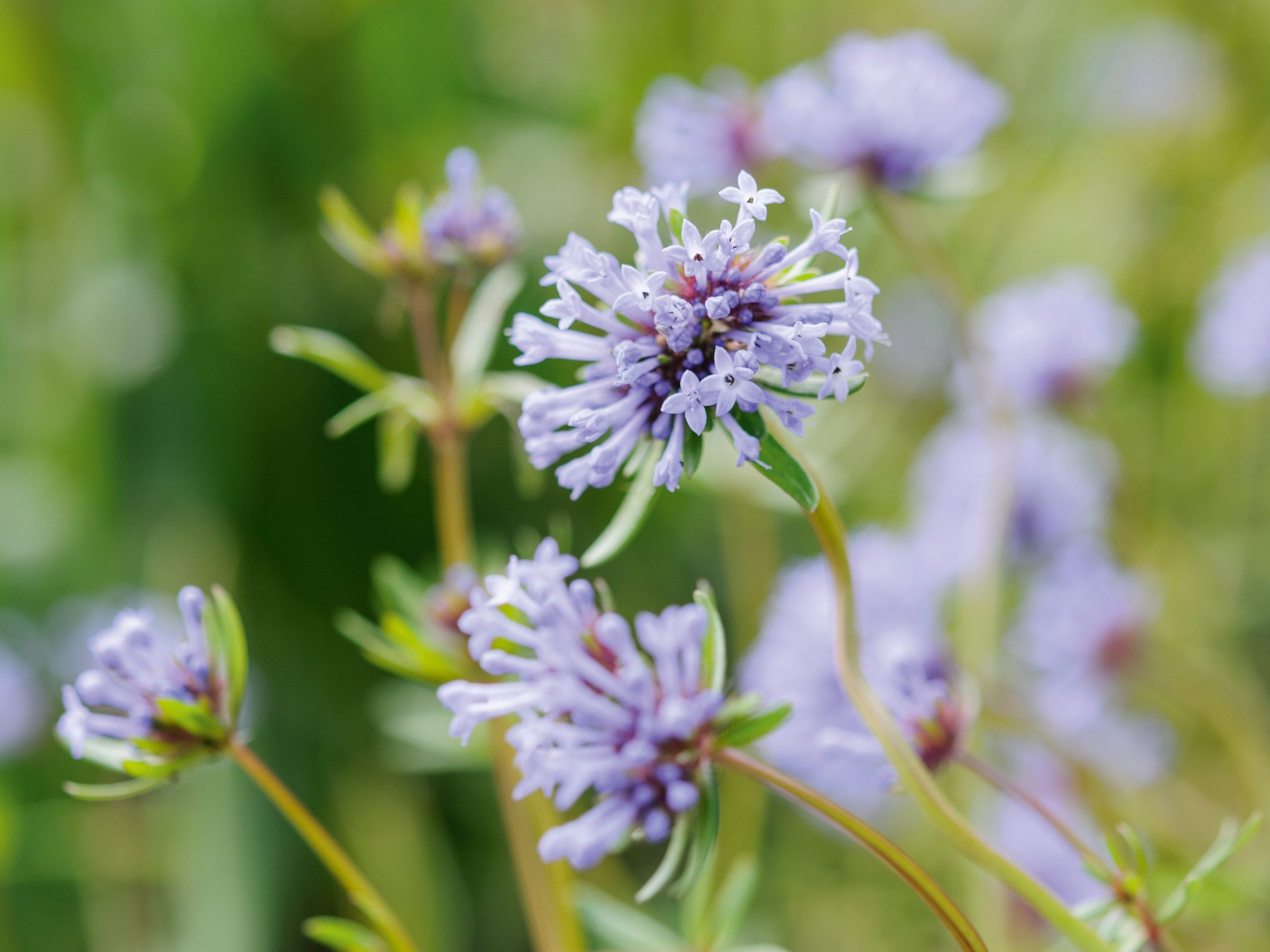 Matthew Reese/Nurseryman's Choice - April (19th April 2016) Purple flower; Asperula orientalis