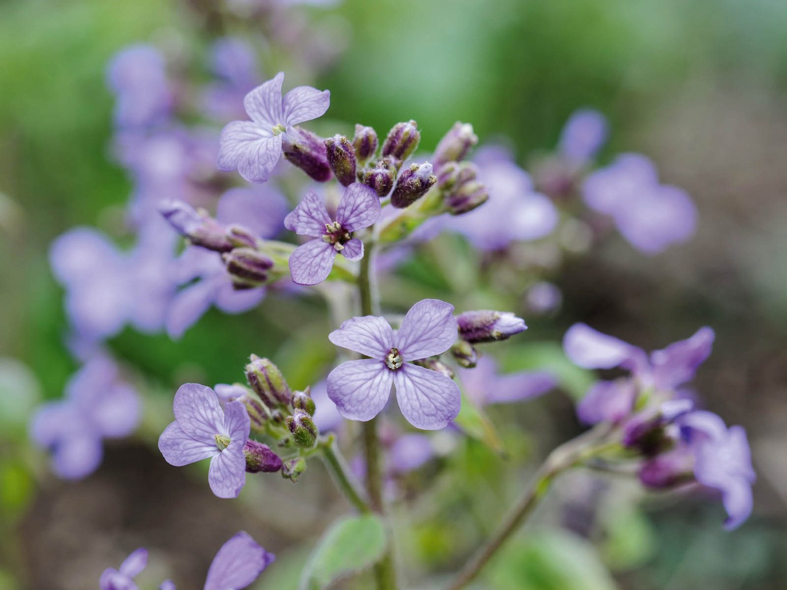 Parham Gardens Plants (22nd March 2018) Purple flower; Lunaria 'Corfu Blue'