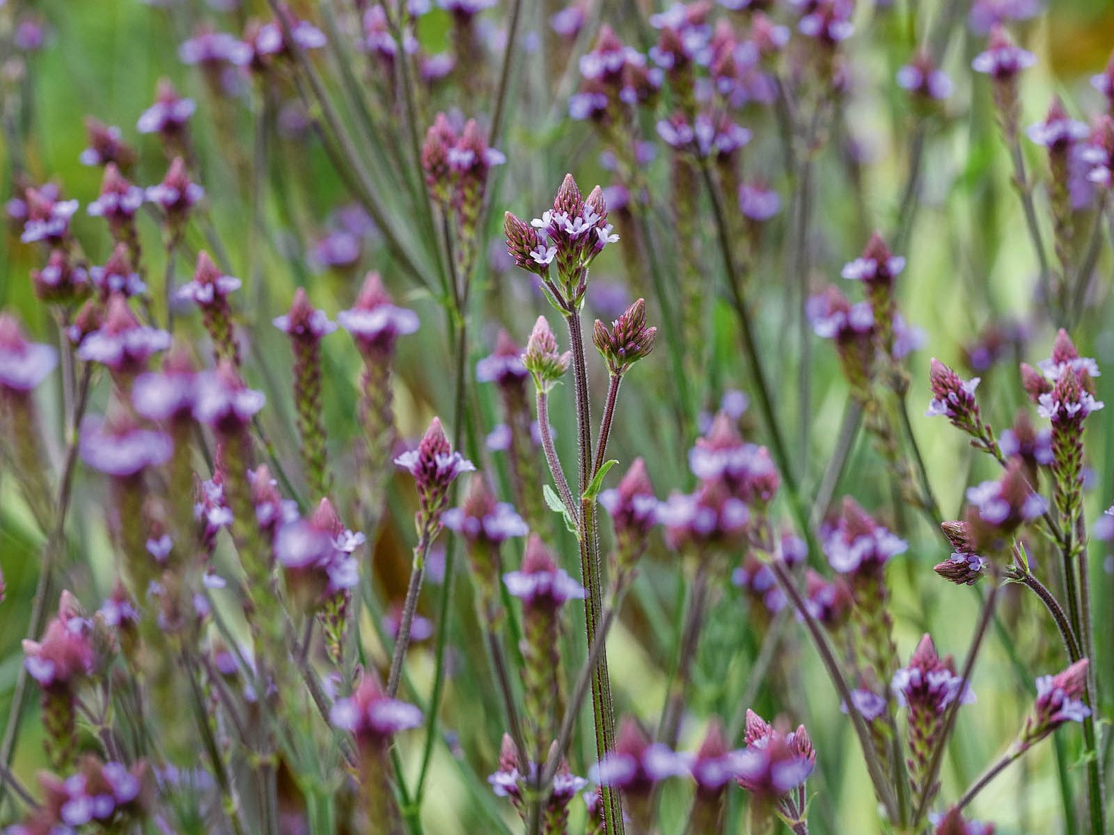 Tom Coward Plants (24th August 2021) Purple flower; Verbena macdougalii 'Lavender Spires'
