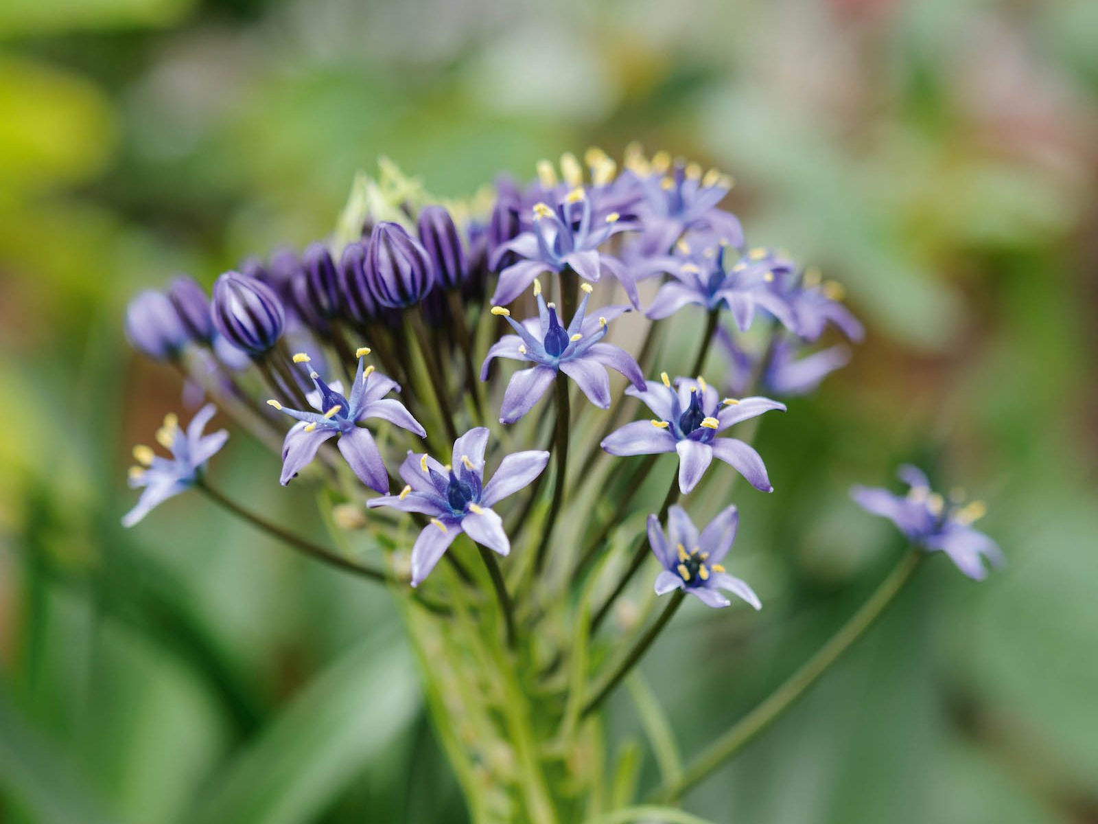 Parham Gardens Plants (22nd March 2018) Purple flower; Scilla peruviana