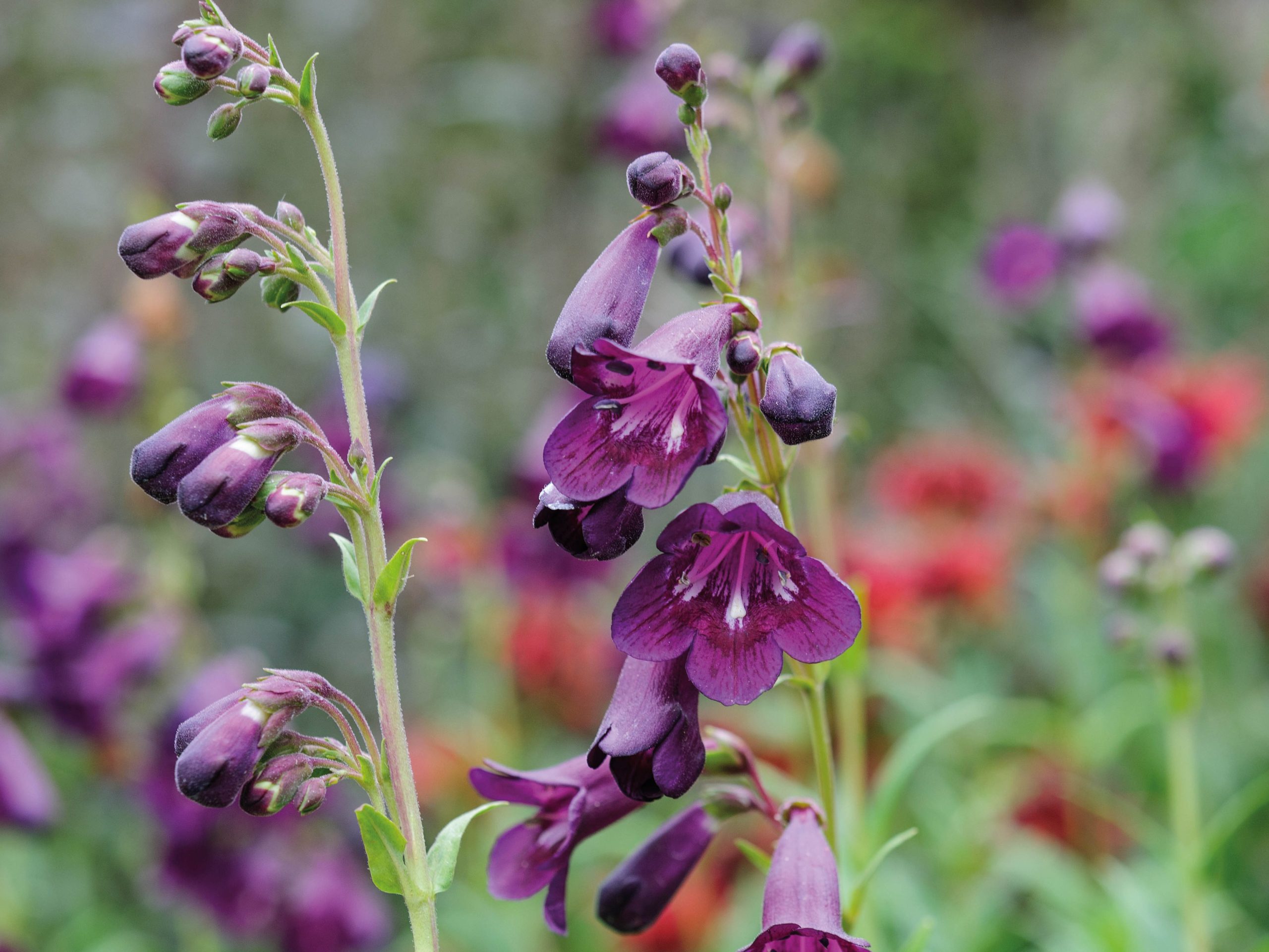 Parham Gardens Plants (20th July 2018) Purple flower; Penstemon 'Raven'