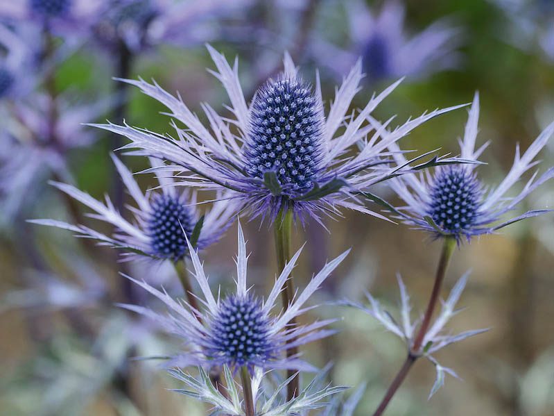 Keith Wiley Plants (24th June 2019) Purple flowers; Eryngium x zabelii
