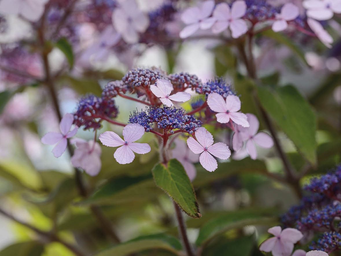Keith Wiley Plants (21st August 2019) Purple flower; Hydrangea aspera ‘Villosa Group’