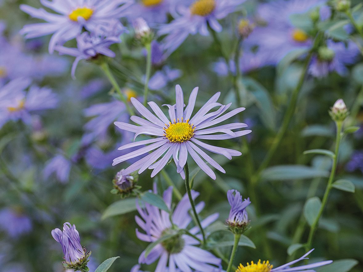 Keith Wiley Plants (17th September 2019) Purple flowers; Aster x frikartii 'Mönch'