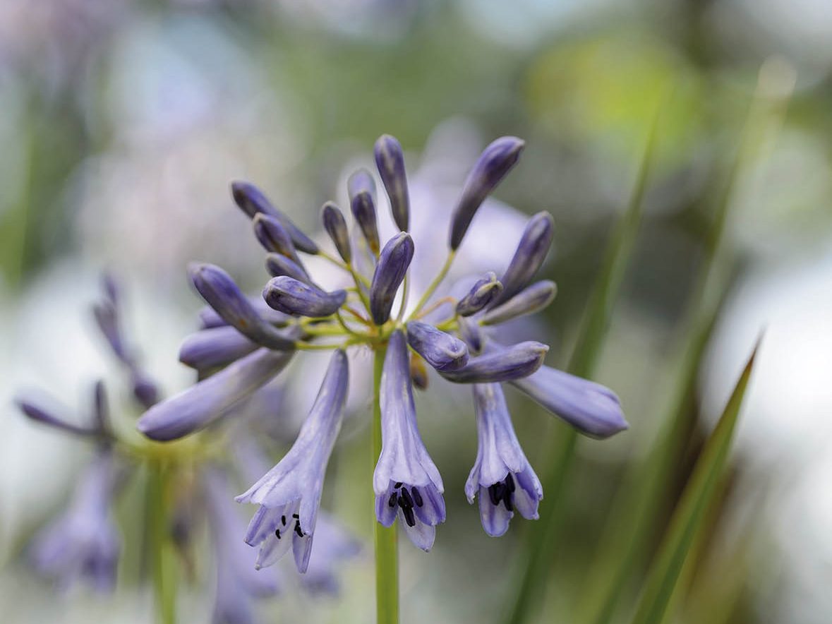 Keith Wiley Plants (21st August 2019) Purple flower; Agapanthus inapertus subsp. hollandii