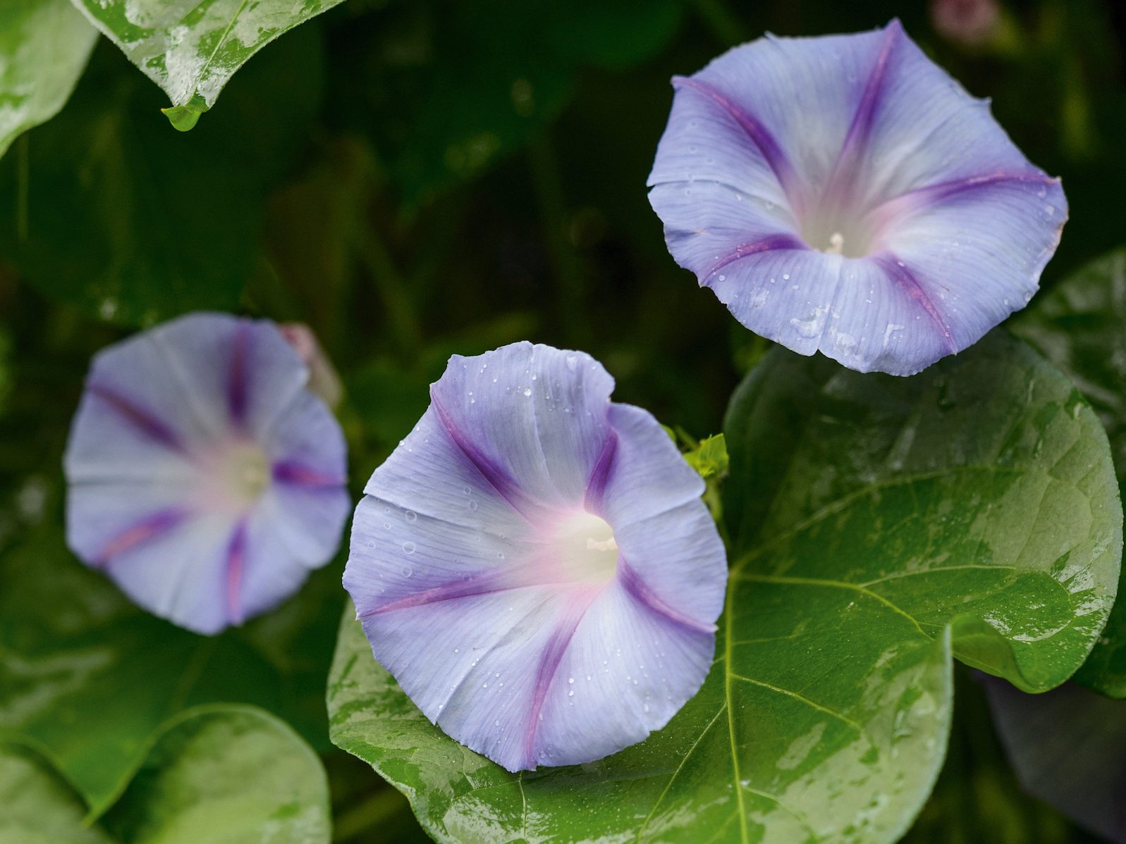Parham Gardens Plants (9th August 2018) Purple flowers; Ipomoea 'Caprice'
