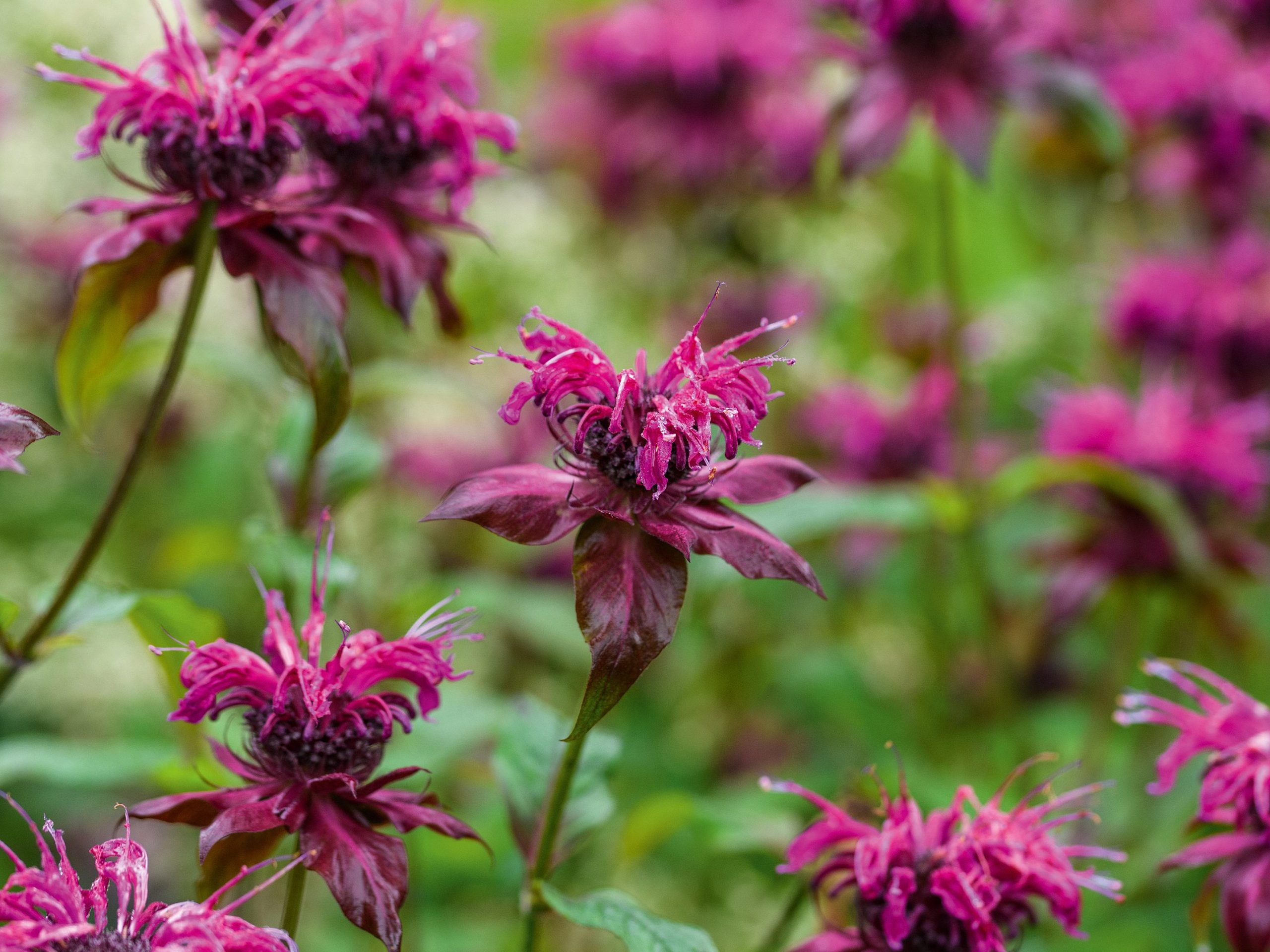 Jimi Blake Plants (19th August 2020) Purple flower; Monarda 'On Parade'