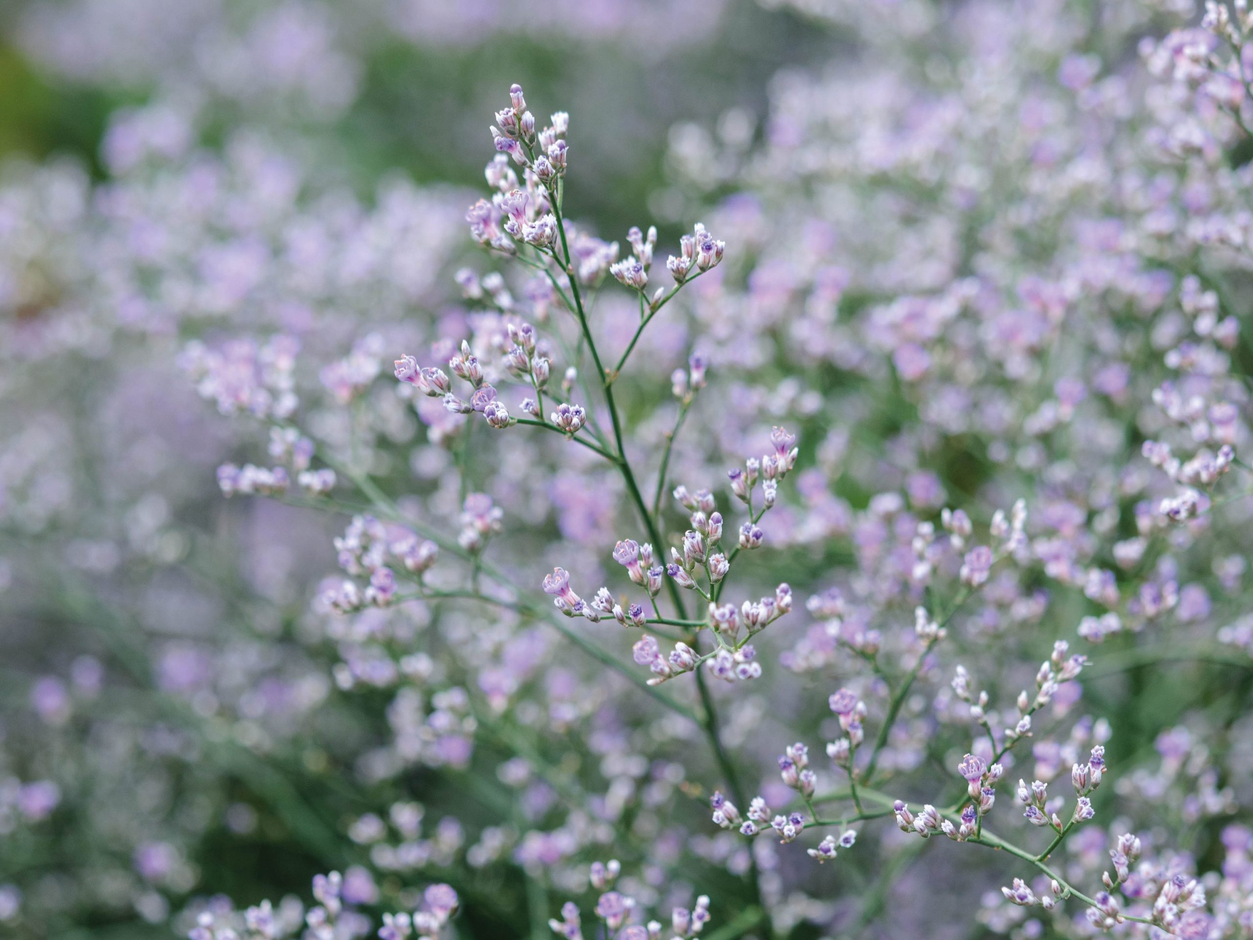 Parham Gardens Plants (20th July 2018) Purple flowers; Limonium platyphyllum