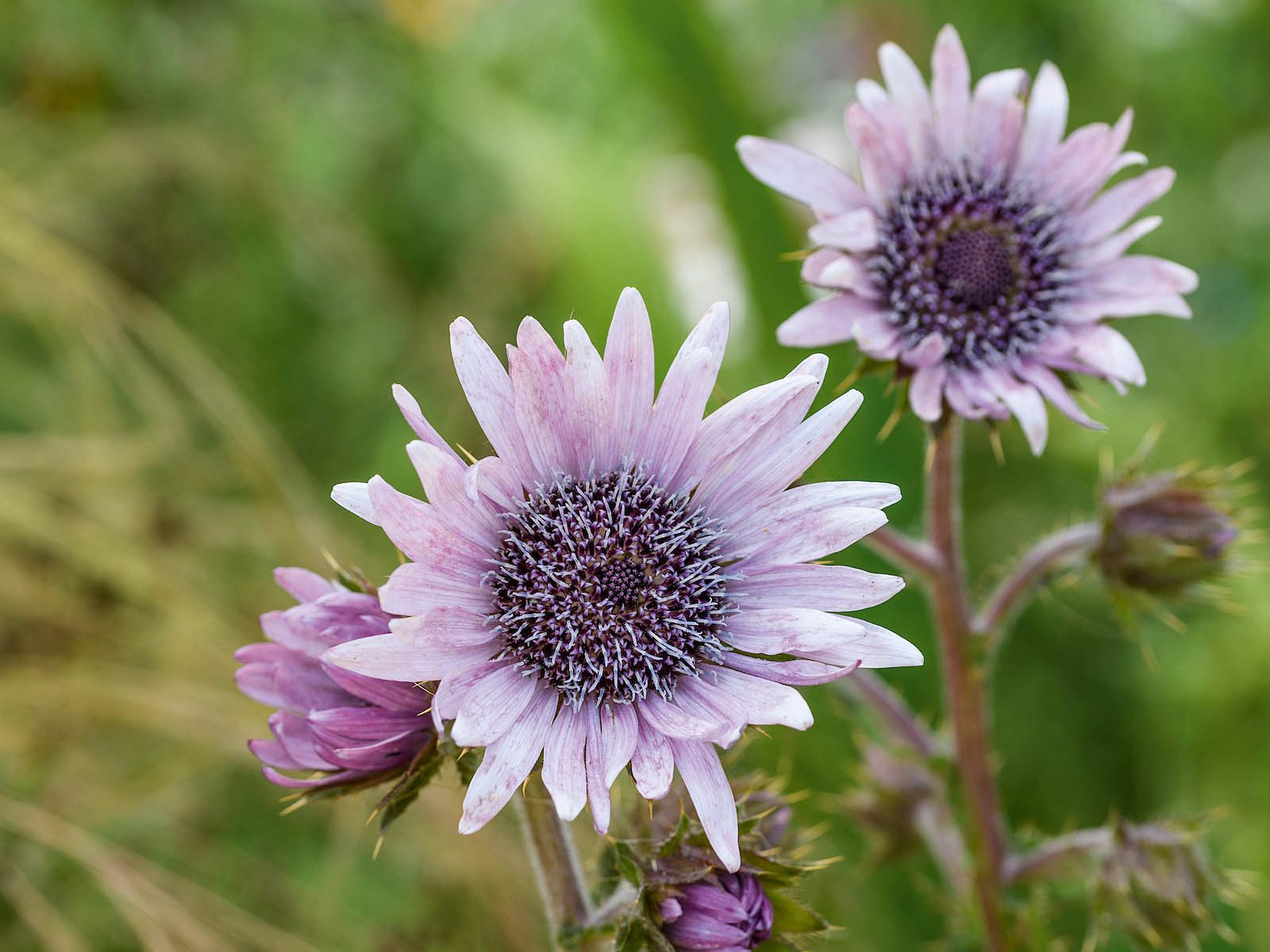 Tom Coward Plants (23rd July 2021) Purple flower; Berkheya purpurea purple berkheya